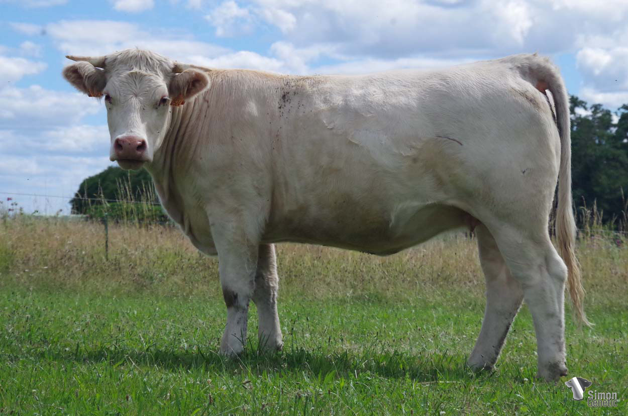 <b>RASE PAMPA</b><br />Née le : 04/02/2020<br /><b>"C'est une fille d' HACIENDA dont le commentaire et la photo figurent sur la cowllection 2022. Son père MELVILLE était un taureau imposant et équilibré qui a bien produit dans l'élevage Robin (85)."</b><br /><img src="https://www.simongenetic.com/wp-content/uploads/2021/01/icon-pdf.png" /> <a class="img-wrap-spe" href="https://www.simongenetic.com/wp-content/uploads/2022/07/rasapampades.pdf" target="_blank" rel="noopener">Pédigrée ici</a><br /><img src="https://www.simongenetic.com/wp-content/uploads/2021/02/icon-call.png" /> <a class="img-wrap-spe" href="https://www.simongenetic.com/contact?subject=rasepampa-dessauny" target="_blank" rel="noopener">Je veux être contacté par Simon Genetic</a><br />