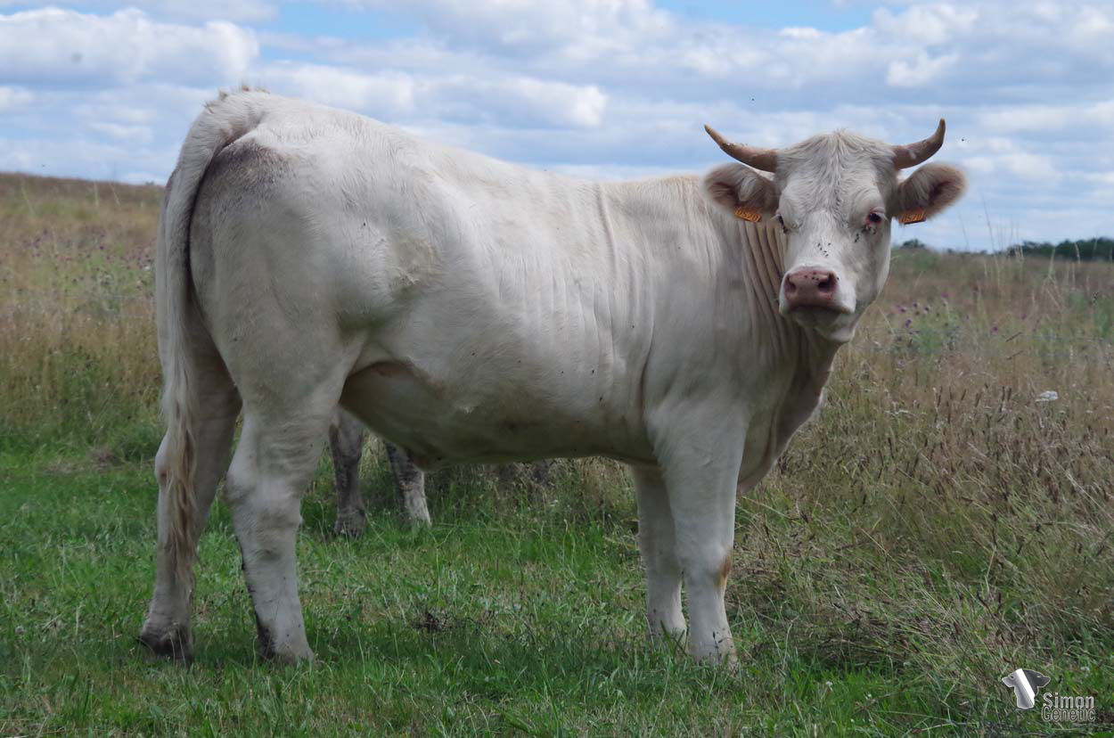 <b>RHAPSODY M</b><br />Née le : 22/04/2020<br /><b>"Le M des "MARY" pour cette solide génisse du 22 avril. Une fille de MELVILLE partie poursuivre sa carrière en Vendée dans l'élevage Robin. A voir le commentaire de sa mère MELODYMARY, qui figure sur la cowllection 2022."</b><br /><img src="https://www.simongenetic.com/wp-content/uploads/2021/01/icon-pdf.png" /> <a class="img-wrap-spe" href="https://www.simongenetic.com/wp-content/uploads/2022/07/rhapsodydes.pdf" target="_blank" rel="noopener">Pédigrée ici</a><br /><img src="https://www.simongenetic.com/wp-content/uploads/2021/02/icon-call.png" /> <a class="img-wrap-spe" href="https://www.simongenetic.com/contact?subject=rhapsodym-dessauny" target="_blank" rel="noopener">Je veux être contacté par Simon Genetic</a><br />