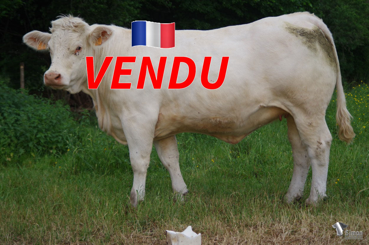 <b style="color:#FF0000">VENDU à M. HERTAULT Julien (62 - France)</b><br /><b>RITA</b><br />Né le : 17/02/2020<br /><img src="https://www.simongenetic.com/wp-content/uploads/2021/01/icon-pdf.png" /> <a class="img-wrap-spe" href="https://www.simongenetic.com/wp-content/uploads/2022/06/ritaguer.pdf" target="_blank" rel="noopener">Pédigrée ici</a><br /><img src="https://www.simongenetic.com/wp-content/uploads/2021/02/icon-call.png" /> <a class="img-wrap-spe" href="https://www.simongenetic.com/contact?subj-obj=cowllectionguerinet2022-ritaguer" target="_blank" rel="noopener">Je veux être contacté par Simon Genetic</a><br />