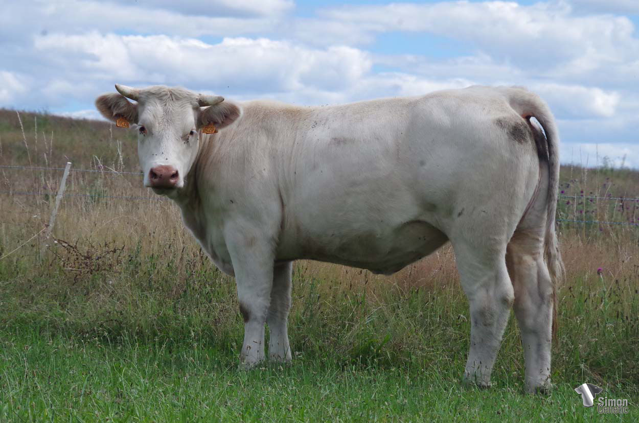 <b>RHODISLAND</b><br />Née le : 11/03/2020<br /><b>"La même signature paternelle de MELVILLE que chez RHAPSODY M. Sa mère MARYLAND figure également sur notre cowllection 2022."</b><br /><img src="https://www.simongenetic.com/wp-content/uploads/2021/01/icon-pdf.png" /> <a class="img-wrap-spe" href="https://www.simongenetic.com/wp-content/uploads/2022/07/rhodislanddes.pdf" target="_blank" rel="noopener">Pédigrée ici</a><br /><img src="https://www.simongenetic.com/wp-content/uploads/2021/02/icon-call.png" /> <a class="img-wrap-spe" href="https://www.simongenetic.com/contact?subject=rhodisland-dessauny" target="_blank" rel="noopener">Je veux être contacté par Simon Genetic</a><br />