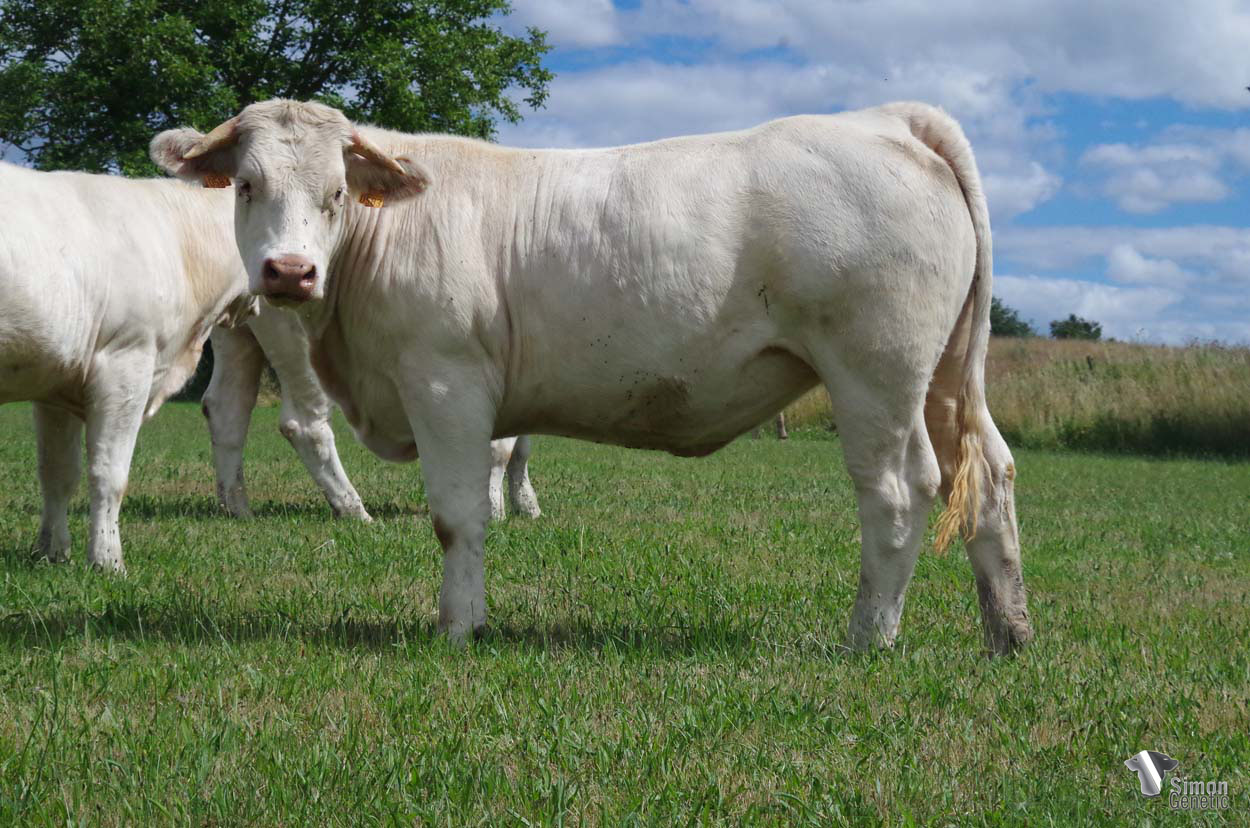 <b>RUMAHBANA</b><br />Née le : 06/06/2020<br /><b>"Le nom d'une ville de Malaisie pour la fille de notre bonne vache du même nom. Grande ressemblance avec les filles de MELVILLE pour cette génisse du mois de juin."</b><br /><img src="https://www.simongenetic.com/wp-content/uploads/2021/01/icon-pdf.png" /> <a class="img-wrap-spe" href="https://www.simongenetic.com/wp-content/uploads/2022/07/rumahbanades.pdf" target="_blank" rel="noopener">Pédigrée ici</a><br /><img src="https://www.simongenetic.com/wp-content/uploads/2021/02/icon-call.png" /> <a class="img-wrap-spe" href="https://www.simongenetic.com/contact?subject=rumahbana-dessauny" target="_blank" rel="noopener">Je veux être contacté par Simon Genetic</a><br />