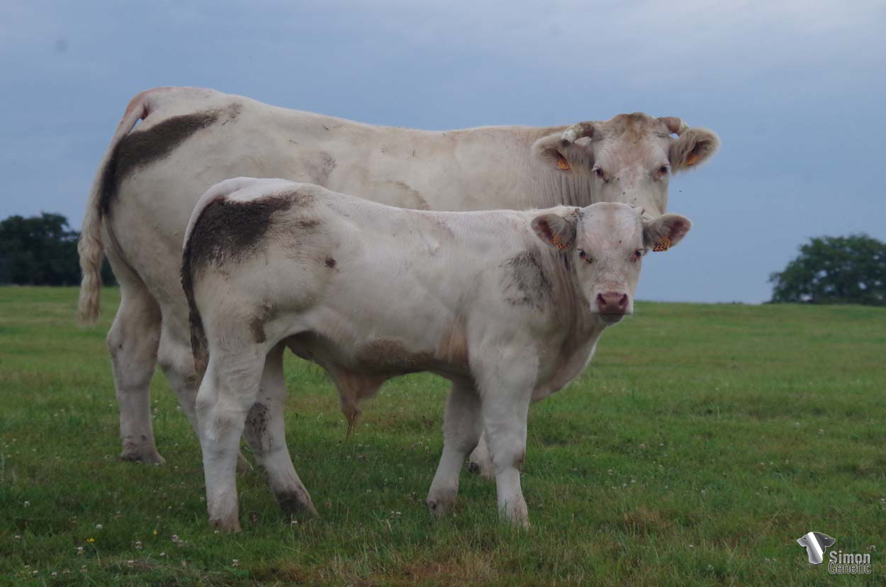 <b>T1CRACK</b><br />Né le : 21/1/2022<br /><b>"D'excellents ascendants pour ce veau prometteur encore tout cru !"</b><br />"This promising calf is still raw and comes from excellent bloodlines!"<br /><i>"¡Este prometedor ternero es muy sólido y proviene de excelentes linajes de sangre!"</i><br /><img src="https://www.simongenetic.com/wp-content/uploads/2021/01/icon-pdf.png" /> <a class="img-wrap-spe" href="https://www.simongenetic.com/wp-content/uploads/2022/07/t1crackmon.pdf" target="_blank" rel="noopener">Pédigrée ici</a><br /><img src="https://www.simongenetic.com/wp-content/uploads/2021/02/icon-call.png" /> <a class="img-wrap-spe" href="https://www.simongenetic.com/contact?subj-obj=fidowllection2022-t1crackmon" target="_blank" rel="noopener">Je veux être contacté par Simon Genetic</a><br />
