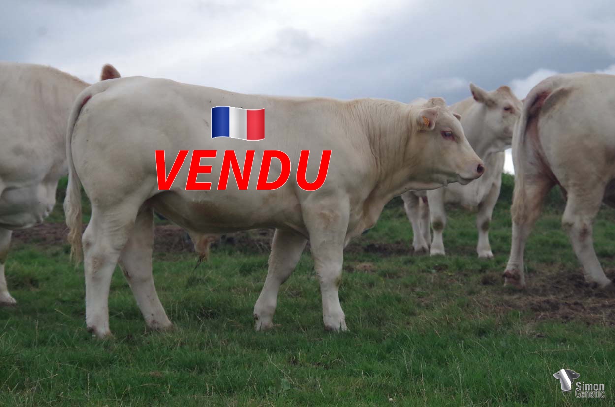 <b style="color:#FF0000">VENDU au GAEC DE LA ROCHE FLEURIE (42 - France)</b><br /><b>TACOT</b><br />Né le : 19/09/2021<br /><b>"Une très belle finesse de viande pour ce fils de MYLOVE avec une mère RR4S !"</b><br />"This son of the famous MYLOVE and a RR4S mother is very beefy! <br /><i>"Este hijo de MYLOVE y de una madre RR4S tiene una carne muy fina!"</i><br /><i>"Un figlio di MYLOVE e di una madre RR4S con carne finissima!"</i><br /><img src="https://www.simongenetic.com/wp-content/uploads/2021/01/icon-pdf.png" /> <a class="img-wrap-spe" href="https://www.simongenetic.com/wp-content/uploads/2022/07/tacotmarg.pdf" target="_blank" rel="noopener">Pédigrée ici</a><br /><img src="https://www.simongenetic.com/wp-content/uploads/2021/02/icon-call.png" /> <a class="img-wrap-spe" href="https://www.simongenetic.com/contact?subj-obj=tacot-margotton" target="_blank" rel="noopener">Je veux être contacté par Simon Genetic</a><br />