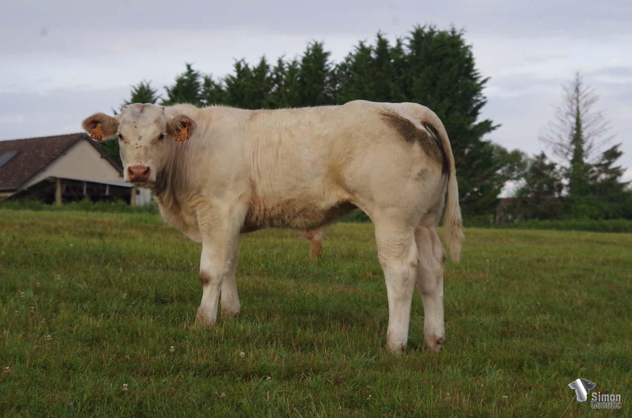 <b>TAHARI</b><br />Né le : 14/2/2022<br /><b>"Un veau typé viande très fin et épais !"</b><br />"A very fine and thick beefy calf!"<br /><i>"¡Un ternero tipo carne muy fino y espeso!"</i><br /><img src="https://www.simongenetic.com/wp-content/uploads/2021/01/icon-pdf.png" /> <a class="img-wrap-spe" href="https://www.simongenetic.com/wp-content/uploads/2022/07/taharimon.pdf" target="_blank" rel="noopener">Pédigrée ici</a><br /><img src="https://www.simongenetic.com/wp-content/uploads/2021/02/icon-call.png" /> <a class="img-wrap-spe" href="https://www.simongenetic.com/contact?subj-obj=fidowllection2022-taharimon" target="_blank" rel="noopener">Je veux être contacté par Simon Genetic</a><br />