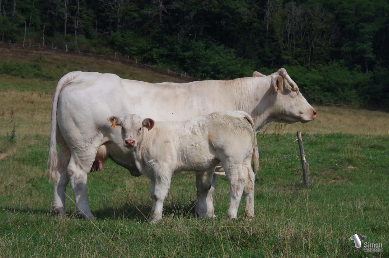 <b>TAKERISK</b><br />Né le : 21/4/2022<br /><b>"Un petit jeune veau très plaisant issu d'une des plus solides vaches du troupeau !"</b><br />"A very pleasing young calf that comes from one of the strongest cows in the herd!"<br /><i>"Un ternero joven y muy agradable que proviene de una de las vacas más fuertes del rebaño."</i><br /><img src="https://www.simongenetic.com/wp-content/uploads/2021/01/icon-pdf.png" /> <a class="img-wrap-spe" href="https://www.simongenetic.com/wp-content/uploads/2022/07/takeriskmon.pdf" target="_blank" rel="noopener">Pédigrée ici</a><br /><img src="https://www.simongenetic.com/wp-content/uploads/2021/02/icon-call.png" /> <a class="img-wrap-spe" href="https://www.simongenetic.com/contact?subj-obj=fidowllection2022-takeriskmon" target="_blank" rel="noopener">Je veux être contacté par Simon Genetic</a><br />