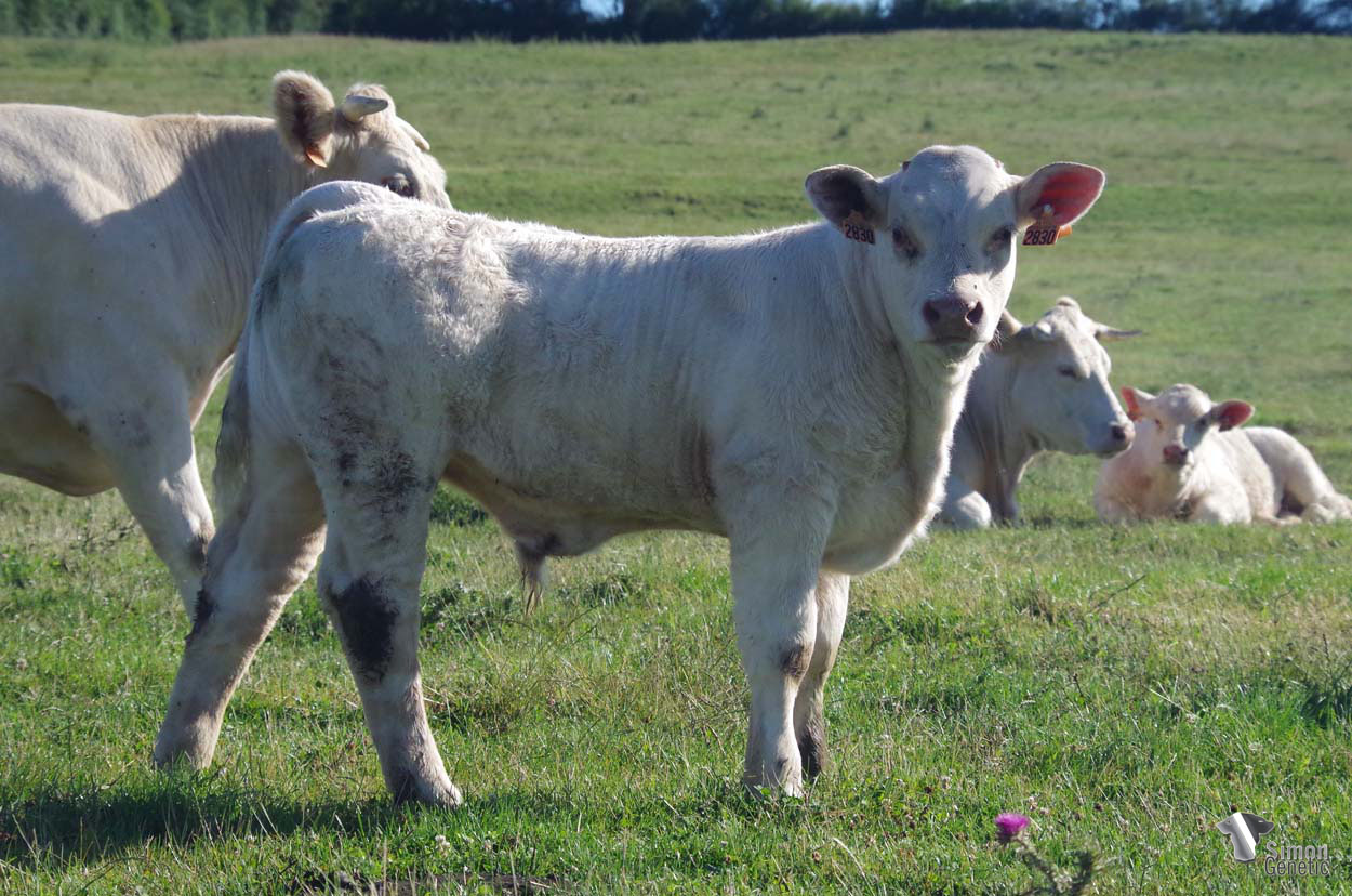 <b>TAMARIS</b><br />Née le : 25/03/2022<br /><b>"Tout le chic de son père PUERTOBELO. Sa mère NECTARINE veau de génisse d'IMPORTANT (Dérimay 18) est une petite fille de BERGAMOTTE excellente productrice, descendante directe de LENTILLE."</b><br /><img src="https://www.simongenetic.com/wp-content/uploads/2021/01/icon-pdf.png" /> <a class="img-wrap-spe" href="https://www.simongenetic.com/wp-content/uploads/2022/07/tamarisdes.pdf" target="_blank" rel="noopener">Pédigrée ici</a><br /><img src="https://www.simongenetic.com/wp-content/uploads/2021/02/icon-call.png" /> <a class="img-wrap-spe" href="https://www.simongenetic.com/contact?subject=tamaris-dessauny" target="_blank" rel="noopener">Je veux être contacté par Simon Genetic</a><br />