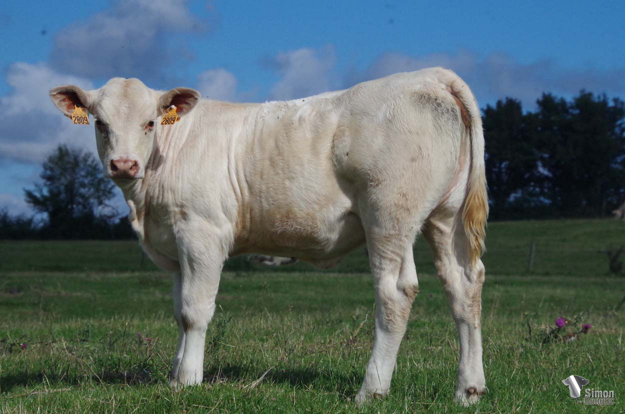 <b>TANGENTE</b><br />Née le : 02/02/2022<br /><b>"Certe notre premier charolais génétiquement sans cornes. Elle est avant tout la descendante de la lignée de DIPLOMÉE, la petite fille de GÉOMÉTRIE et la fille de PARALLAXE ce qui n'est pas anecdotique."</b><br /><img src="https://www.simongenetic.com/wp-content/uploads/2021/01/icon-pdf.png" /> <a class="img-wrap-spe" href="https://www.simongenetic.com/wp-content/uploads/2022/07/tangentedes.pdf" target="_blank" rel="noopener">Pédigrée ici</a><br /><img src="https://www.simongenetic.com/wp-content/uploads/2021/02/icon-call.png" /> <a class="img-wrap-spe" href="https://www.simongenetic.com/contact?subject=tangente-dessauny" target="_blank" rel="noopener">Je veux être contacté par Simon Genetic</a><br />