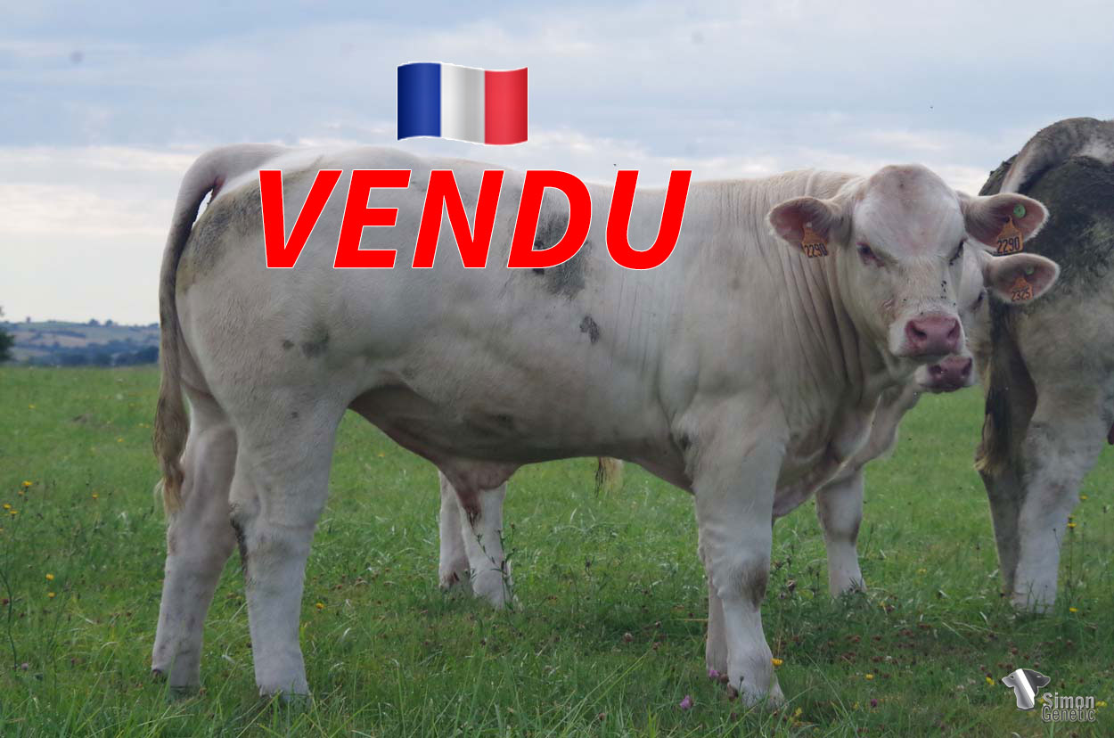 <b style="color:#FF0000">VENDU au GAEC DES ROSIERS CURTY (25 - France)</b><br /><b>TENNESSEE</b><br />Né le : 26/11/2021<br /><b>"Un sans-cornes issu d'une des meilleures lignées maternelles du troupeau !"</b><br />"A polled animal that comes from one of the best maternal bloodlines of the herd!"<br /><i>"¡Un sin cuernos que proviene de uno de los mejores linajes maternos de la ganadería!"</i><br /><img src="https://www.simongenetic.com/wp-content/uploads/2021/01/icon-pdf.png" /> <a class="img-wrap-spe" href="https://www.simongenetic.com/wp-content/uploads/2022/07/tennessemon.pdf" target="_blank" rel="noopener">Pédigrée ici</a><br /><img src="https://www.simongenetic.com/wp-content/uploads/2021/02/icon-call.png" /> <a class="img-wrap-spe" href="https://www.simongenetic.com/contact?subj-obj=fidowllection2022-tennessemon" target="_blank" rel="noopener">Je veux être contacté par Simon Genetic</a><br />