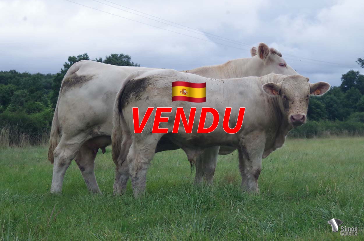 <b style="color:#FF0000">VENDU à M. PIZARRO VALIENTE Diego (Espagne)</b><br /><b>TEVOILA</b><br />Né le : 18/09/2021<br /><b>"Un veau massif issu d'une mère très impressionnante : un bon rapport entre les performances, la morphologie et les qualités d'élevage !"</b><br />"A solid calf that comes from an impressive mother: a good balance between performance, morphology and breed characters!"<br /><i>"Un ternero sólido nacido de una madre impresionante: ¡un buen equilibrio entre rendimiento, morfología y cualidades de raza!"</i><br /><i>"Un vitello solido nato da una madre impressionante: un buon rapporto tra performance, morfologia e qualità di razza!"</i><br /><img src="https://www.simongenetic.com/wp-content/uploads/2021/01/icon-pdf.png" /> <a class="img-wrap-spe" href="https://www.simongenetic.com/wp-content/uploads/2022/07/tevoilamarg.pdf" target="_blank" rel="noopener">Pédigrée ici</a><br /><img src="https://www.simongenetic.com/wp-content/uploads/2021/02/icon-call.png" /> <a class="img-wrap-spe" href="https://www.simongenetic.com/contact?subj-obj=tevoilaouistiti-margotton" target="_blank" rel="noopener">Je veux être contacté par Simon Genetic</a><br />