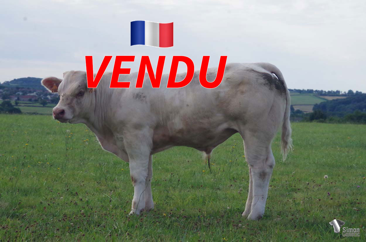 <b style="color:#FF0000">VENDU à l' EARL DU CHAMP DE LA CROIX (71 - France)</b><br /><b>TEXAS</b><br />Né le : 16/12/2021<br /><b>"Encore un REGLISSE au top !"</b><br />"Another REGLISSE at the top!"<br /><i>"¡Otro REGLISSE en la cima!"</i><br /><img src="https://www.simongenetic.com/wp-content/uploads/2021/01/icon-pdf.png" /> <a class="img-wrap-spe" href="https://www.simongenetic.com/wp-content/uploads/2022/07/texasmon.pdf" target="_blank" rel="noopener">Pédigrée ici</a><br /><img src="https://www.simongenetic.com/wp-content/uploads/2021/02/icon-call.png" /> <a class="img-wrap-spe" href="https://www.simongenetic.com/contact?subj-obj=fidowllection2022-texasmon" target="_blank" rel="noopener">Je veux être contacté par Simon Genetic</a><br />