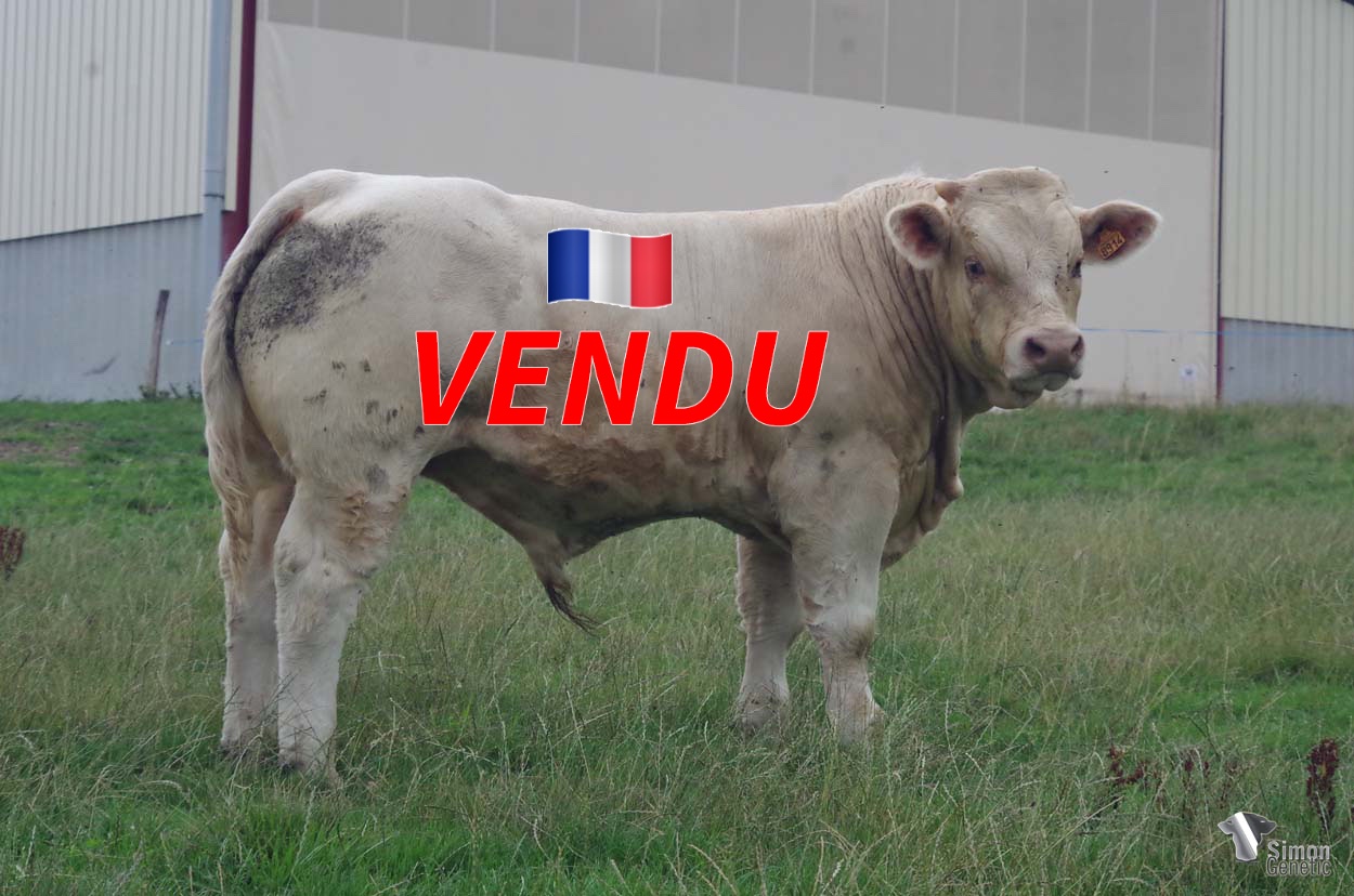 <b style="color:#FF0000">VENDU au GAEC DU POUMON (42 - France)</b><br /><b>TIGUAN</b><br />Né le : 01/10/2021<br /><b>"La même morphologie que son père MYLOVE avec, en prime, une grosse lignée de vaches de la maison Margotton !"</b><br />"The same morphology as his father MYLOVE with, in addition, a great bloodline of cows from the Margotton herd!"<br /><i>"¡La misma morfología que su padre MYLOVE con, además, un gran linaje de vacas della ganadería Margotton!"</i><br /><i>"La stessa morfologia del padre MYLOVE con, in più, una grande linea di vacche dell'allevamento Margotton!"</i><br /><img src="https://www.simongenetic.com/wp-content/uploads/2021/01/icon-pdf.png" /> <a class="img-wrap-spe" href="https://www.simongenetic.com/wp-content/uploads/2022/07/tiguanmarg.pdf" target="_blank" rel="noopener">Pédigrée ici</a><br /><img src="https://www.simongenetic.com/wp-content/uploads/2021/02/icon-call.png" /> <a class="img-wrap-spe" href="https://www.simongenetic.com/contact?subj-obj=tiguan-margotton" target="_blank" rel="noopener">Je veux être contacté par Simon Genetic</a><br />