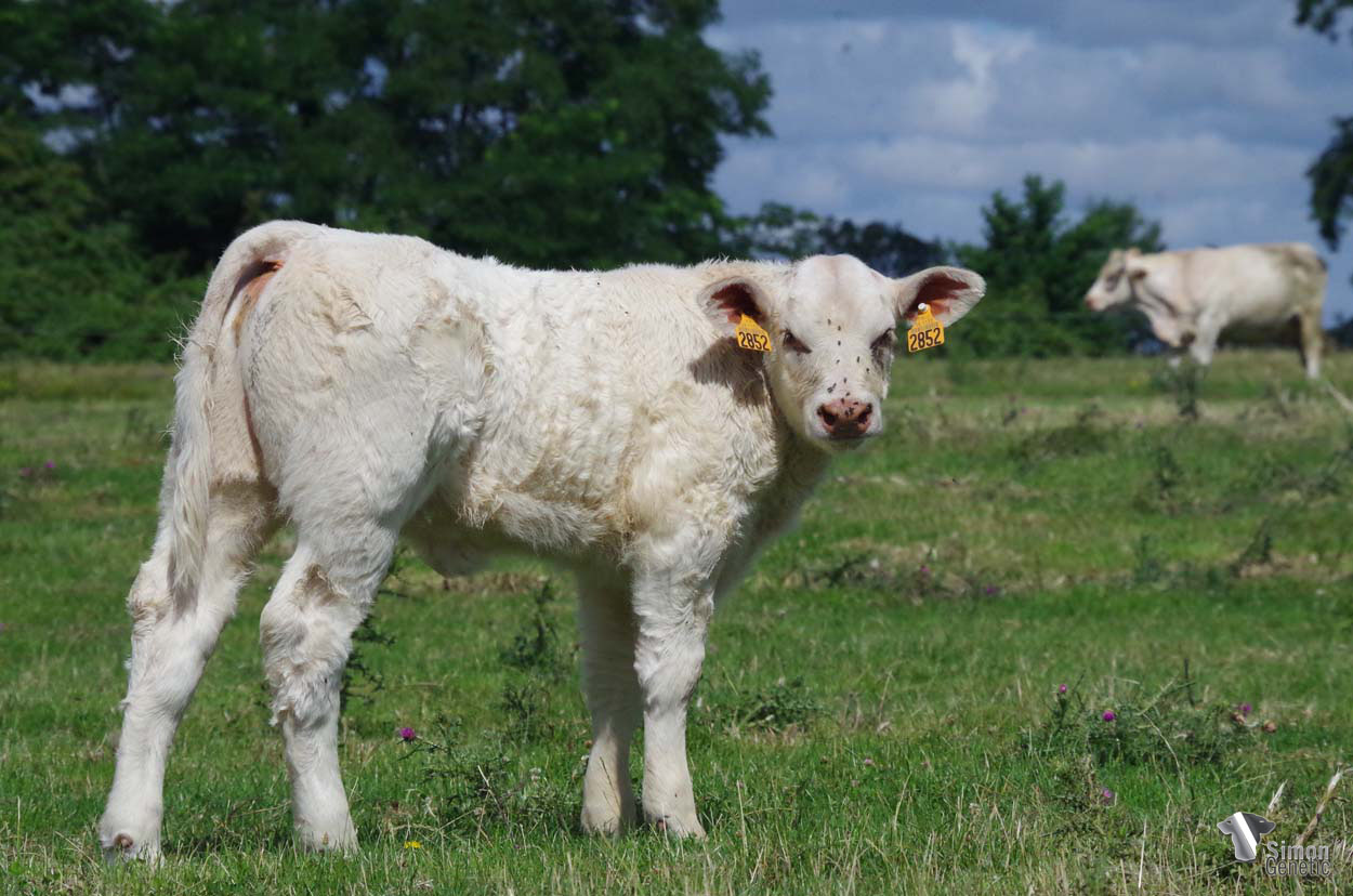 <b>TINY MARY</b><br />Née le : 05/05/2022<br /><b>"À nouveau un trio de primipares successives et de trois taureaux à génisses confirmés. ROILION, HUSSARD et ÉPICÉA pour cette séduisante et poussante descendante d'OLD MARY."</b><br /><img src="https://www.simongenetic.com/wp-content/uploads/2021/01/icon-pdf.png" /> <a class="img-wrap-spe" href="https://www.simongenetic.com/wp-content/uploads/2022/07/tinymarydes.pdf" target="_blank" rel="noopener">Pédigrée ici</a><br /><img src="https://www.simongenetic.com/wp-content/uploads/2021/02/icon-call.png" /> <a class="img-wrap-spe" href="https://www.simongenetic.com/contact?subject=tinymary-dessauny" target="_blank" rel="noopener">Je veux être contacté par Simon Genetic</a><br />