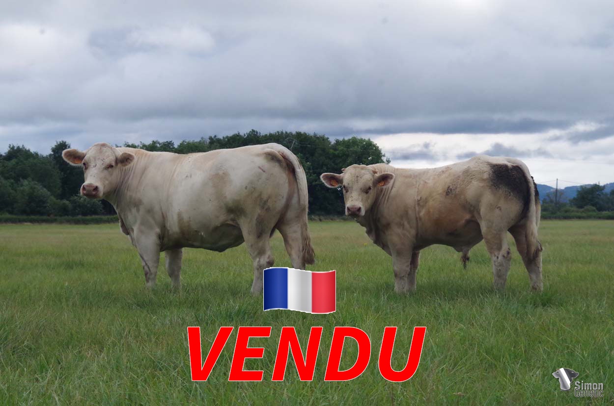 <b style="color:#FF0000">VENDU à l' EARL SEPTIER Laurent (03 - France)</b><br /><b>TITANIC</b><br />Né le : 25/09/2021<br /><b>"La photo parle d'elle-même !"</b><br />"The photo speaks for itself."<br /><i>"¡La foto habla por sí misma!"</i><br /><i>"La foto parla da sola!"</i><br /><img src="https://www.simongenetic.com/wp-content/uploads/2021/01/icon-pdf.png" /> <a class="img-wrap-spe" href="https://www.simongenetic.com/wp-content/uploads/2022/07/titanicmarg.pdf" target="_blank" rel="noopener">Pédigrée ici</a><br /><img src="https://www.simongenetic.com/wp-content/uploads/2021/02/icon-call.png" /> <a class="img-wrap-spe" href="https://www.simongenetic.com/contact?subj-obj=titanic-margotton" target="_blank" rel="noopener">Je veux être contacté par Simon Genetic</a><br />