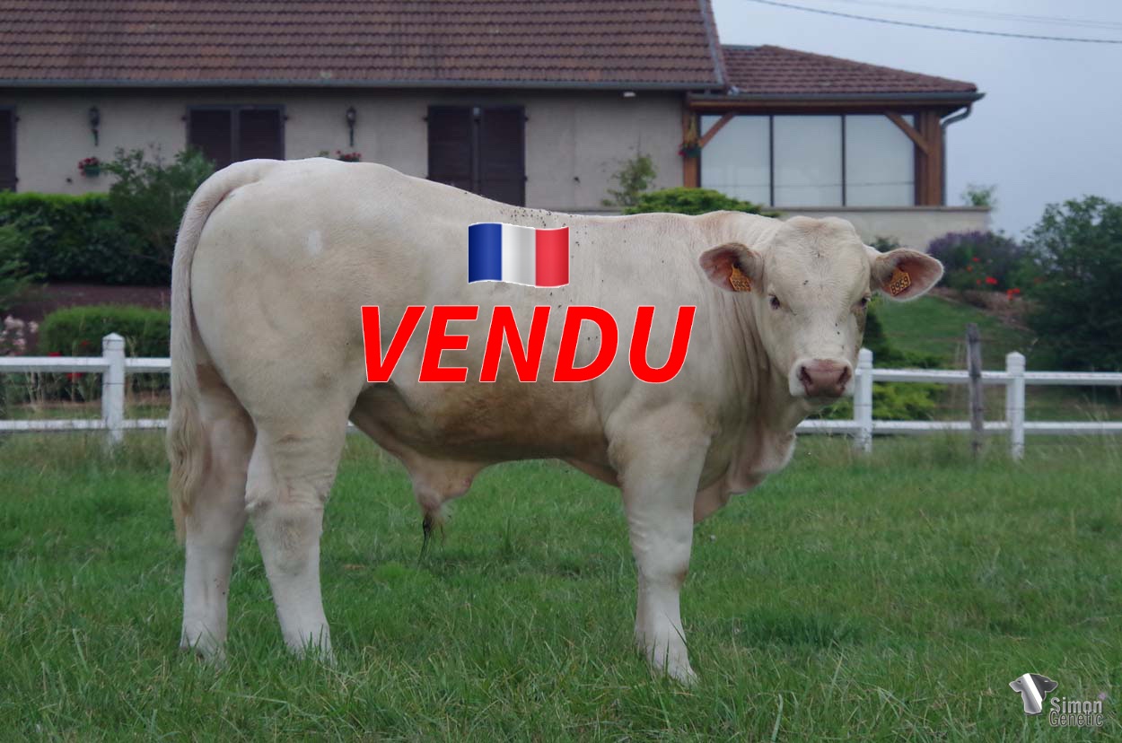 <b style="color:#FF0000">VENDU au GAEC BELIOT (71 - France)</b><br /><b>TROPICO</b><br />Né le : 28/11/2021<br /><b>"Un fils d' HIMALAYA complet et poussant issu d'une lignée maternelle performante et très laitière !"</b><br />"A complete and powerful son of HIMALAYA that comes from a maternal bloodline full of milk!"<br /><i>"¡Un completo y poderoso hijo de HIMALAYA que proviene de un linaje de alto rendimiento y muy lechero!"</i><br /><i>"Un figlio di HIMALAYA, completo e potente proveniente da una linea materna ad alto rendimento e molto lattifera!"</i><br /><img src="https://www.simongenetic.com/wp-content/uploads/2021/01/icon-pdf.png" /> <a class="img-wrap-spe" href="https://www.simongenetic.com/wp-content/uploads/2022/07/tropicomarg.pdf" target="_blank" rel="noopener">Pédigrée ici</a><br /><img src="https://www.simongenetic.com/wp-content/uploads/2021/02/icon-call.png" /> <a class="img-wrap-spe" href="https://www.simongenetic.com/contact?subj-obj=tropico-margotton" target="_blank" rel="noopener">Je veux être contacté par Simon Genetic</a><br />