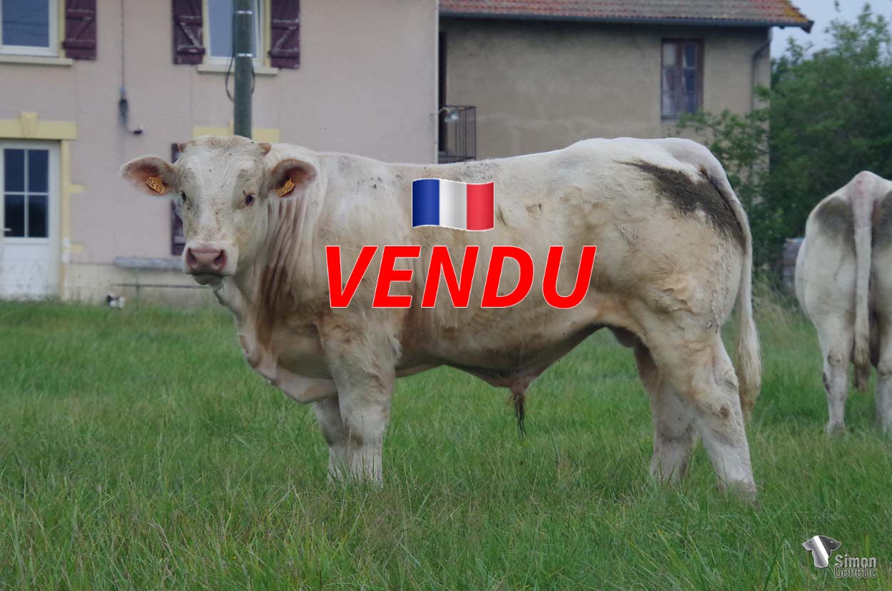 <b style="color:#FF0000">VENDU au GAEC LA FERME DES CHAROLAISES (42 - France)</b><br /><b>TROL</b><br />Né le : 27/09/2021<br /><b>"Un super corps pour ce veau puissant au grain de viande très plaisant : un mix de grandes origines en amont !"</b><br />"A powerful beefy calf with a nice morphology: he comes from a mix of great origins!"<br /><i>"Un ternero potente con mucha carne y un increíble cuerpo: ¡Proviene de una mezcla de grandes orígenes!"</i><br /><i>"Un vitello potente con molta carne: un mix di origini importanti!"</i><br /><img src="https://www.simongenetic.com/wp-content/uploads/2021/01/icon-pdf.png" /> <a class="img-wrap-spe" href="https://www.simongenetic.com/wp-content/uploads/2022/07/trolmarg.pdf" target="_blank" rel="noopener">Pédigrée ici</a><br /><img src="https://www.simongenetic.com/wp-content/uploads/2021/02/icon-call.png" /> <a class="img-wrap-spe" href="https://www.simongenetic.com/contact?subj-obj=trol-margotton" target="_blank" rel="noopener">Je veux être contacté par Simon Genetic</a><br />