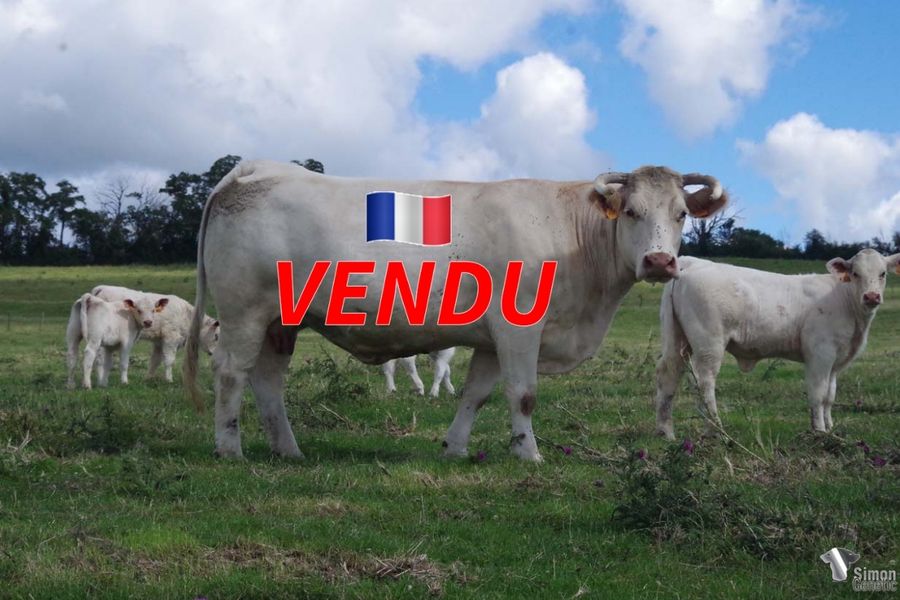 <b style="color:#FF0000">VENDU à l’Earl MENIERE Frédéric
(70 - France)</b><br />
<b>GALEJADE</b><br />Née le : 25/01/2011<br /><b>"Générations succesives de vaches de haut niveau: SECRETE donneuse d'embryons, INTRINGUE mère de: TOLMAN (F. Lucand/ GAEC Cadoux), d'OPENFIELD (M. Granjon 18), ROMANOV (SCEA du Bourg). MYSTERIEUSE mère de: ANABAR (O. Corbin 61), CASOAR (GAEC Bigay Sivet), ESCOBAR (R. Batho), GRAND DUC (M. Champeau). GALEJADE est la mère d'OLGADO (Y. Laboisse et fils) et de PAGNOL (Robin 85)."</b><br /><img src="https://www.simongenetic.com/wp-content/uploads/2021/01/icon-pdf.png" /> <a class="img-wrap-spe" href="https://www.simongenetic.com/wp-content/uploads/2022/07/galejadedes.pdf" target="_blank" rel="noopener">Pédigrée ici</a><br /><img src="https://www.simongenetic.com/wp-content/uploads/2021/02/icon-call.png" /> <a class="img-wrap-spe" href="https://www.simongenetic.com/contact?subject=galejade-dessauny" target="_blank" rel="noopener">Je veux être contacté par Simon Genetic</a><br />