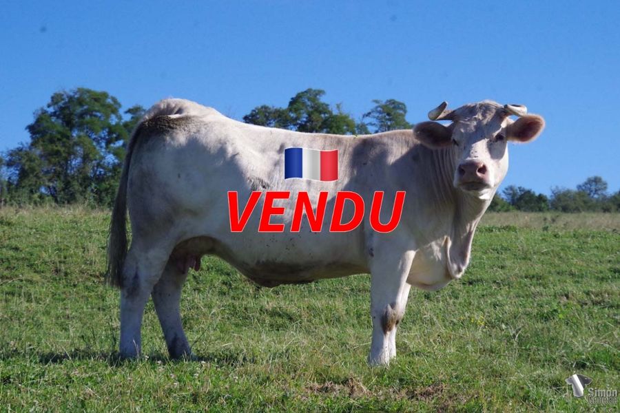 <b style="color:#FF0000">VENDU au GAEC NANOTTI (57 - France)</b><br /><b>GEOMETRIE</b><br />Née le : 15/02/2011<br /><b>"Une de nos valeurs sûres: 5 filles toutes dans le top de leur millésime dont PARALLAXE premier prix Nevers 2019 et MÉDIANE (Guy SOLNON 58). Deux très bons mâles JUSSIEU (François Dessauny 58) très bon père de mères et THALÈS un veau de grande classe."</b><br /><img src="https://www.simongenetic.com/wp-content/uploads/2021/01/icon-pdf.png" /> <a class="img-wrap-spe" href="https://www.simongenetic.com/wp-content/uploads/2022/07/geometriedes.pdf" target="_blank" rel="noopener">Pédigrée ici</a><br /><img src="https://www.simongenetic.com/wp-content/uploads/2021/02/icon-call.png" /> <a class="img-wrap-spe" href="https://www.simongenetic.com/contact?subject=geometrie-dessauny" target="_blank" rel="noopener">Je veux être contacté par Simon Genetic</a><br />