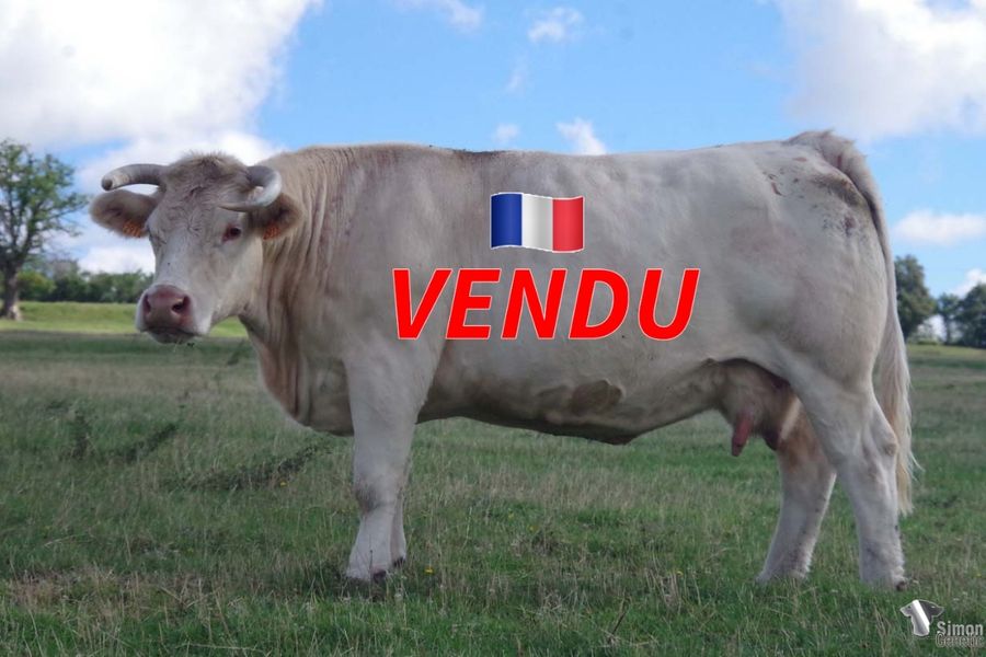 <b style="color:#FF0000">VENDU à l’Earl MENIERE Frédéric
(70 - France)</b><br />
<b>HACIENDA</b><br />Née le : 26/01/2012<br /><b>"Belle vache bien dans le style des filles d'ÉPICÉA, excellent père de mères. Sa mère STEPPE a bien produit, quatre veaux mâles tous reproducteurs dont VENEZUELA ( élevage Dessauny Gaillardon), APPALACHE (R. Lemaitre 58), elle est issue de la lignéee TROÏKA."</b><br /><img src="https://www.simongenetic.com/wp-content/uploads/2021/01/icon-pdf.png" /> <a class="img-wrap-spe" href="https://www.simongenetic.com/wp-content/uploads/2022/07/haciendades.pdf" target="_blank" rel="noopener">Pédigrée ici</a><br /><img src="https://www.simongenetic.com/wp-content/uploads/2021/02/icon-call.png" /> <a class="img-wrap-spe" href="https://www.simongenetic.com/contact?subject=hacienda-dessauny" target="_blank" rel="noopener">Je veux être contacté par Simon Genetic</a><br />