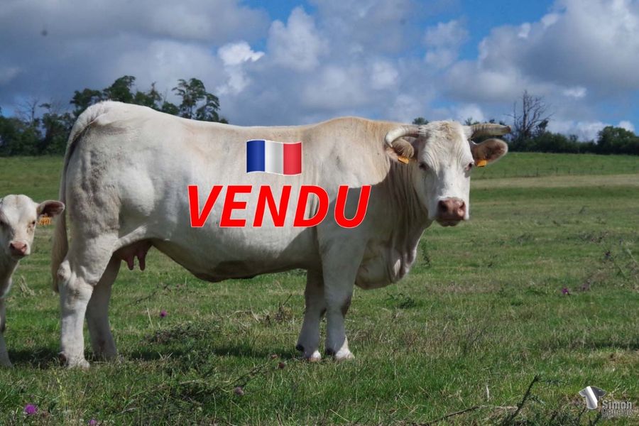<b style="color:#FF0000">VENDU à M. ROUSSEAU Brice (08 - France)</b><br /><b>ILALAIKA</b><br />Née le : 26/01/2013<br /><b>"En ligne directe de TROÏKA superbe vache, grande productrice donneuse d'embryons, c'est une fille d'ESPOIR (élevage Granjon 18) bon raceur. Elle a eu huit veaux en sept ans invariablement entre le 19 février et le 23 mars. Elle est suitée d'une femelle qui lui ressemble beaucoup. Son petit fils, TEMPO (G.Solnon) sera à la vente de St Amand 2022."</b><br /><img src="https://www.simongenetic.com/wp-content/uploads/2021/01/icon-pdf.png" /> <a class="img-wrap-spe" href="https://www.simongenetic.com/wp-content/uploads/2022/07/ilalaikades.pdf" target="_blank" rel="noopener">Pédigrée ici</a><br /><img src="https://www.simongenetic.com/wp-content/uploads/2021/02/icon-call.png" /> <a class="img-wrap-spe" href="https://www.simongenetic.com/contact?subject=ilalaika-dessauny" target="_blank" rel="noopener">Je veux être contacté par Simon Genetic</a><br />