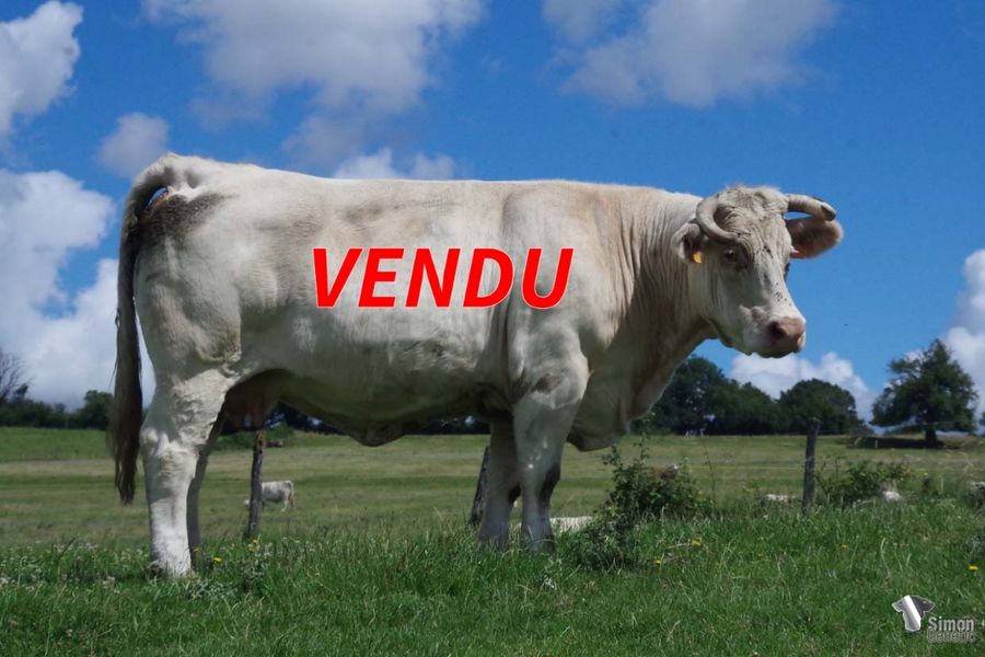 <b style="color:#FF0000">VENDU</b><br /><b>INDIANA</b><br />Née le : 20/01/2013<br /><b>"Encore une fille de DIPLOMATE (SCEA Jubert) qui produit très bien. Son fils, avec ELLINGTON, PORTLAND en service dans l'élevage Robin 85 avait fait une sortie remarquée au concours, malgré son manque de soin. Sa propre sœur SARASOTA est partie en Haute-Saône chez F. Menière."</b><br /><img src="https://www.simongenetic.com/wp-content/uploads/2021/01/icon-pdf.png" /> <a class="img-wrap-spe" href="https://www.simongenetic.com/wp-content/uploads/2022/07/indianades.pdf" target="_blank" rel="noopener">Pédigrée ici</a><br /><img src="https://www.simongenetic.com/wp-content/uploads/2021/02/icon-call.png" /> <a class="img-wrap-spe" href="https://www.simongenetic.com/contact?subject=indiana-dessauny" target="_blank" rel="noopener">Je veux être contacté par Simon Genetic</a><br />