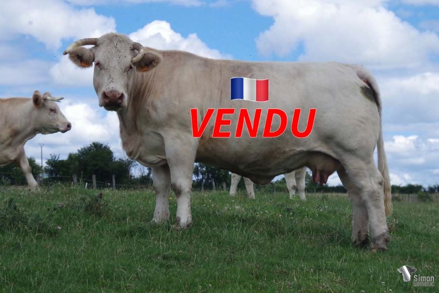 <b style="color:#FF0000">VENDU au GAEC NANOTTI (57 - France)</b><br /><b>INDONESIE</b><br />Née le : 14/03/2019<br /><b>"La permanence du look des femelles signées EPICEA, la dernière des sept filles de RUSSIE: VODKA, BALTIQUE, CARELIE, DATCHA, GEORGIE, HONGRIE dont la prolificité n'avait d'égale que la qualité de sa descendance . Telle mère, telle fille pour la descendance féminine. Son excellent et unique fils ROMANOV est en service chez E.Gini (55)."</b><br /><img src="https://www.simongenetic.com/wp-content/uploads/2021/01/icon-pdf.png" /> <a class="img-wrap-spe" href="https://www.simongenetic.com/wp-content/uploads/2022/07/indonesiedes.pdf" target="_blank" rel="noopener">Pédigrée ici</a><br /><img src="https://www.simongenetic.com/wp-content/uploads/2021/02/icon-call.png" /> <a class="img-wrap-spe" href="https://www.simongenetic.com/contact?subject=indonesie-dessauny" target="_blank" rel="noopener">Je veux être contacté par Simon Genetic</a><br />
