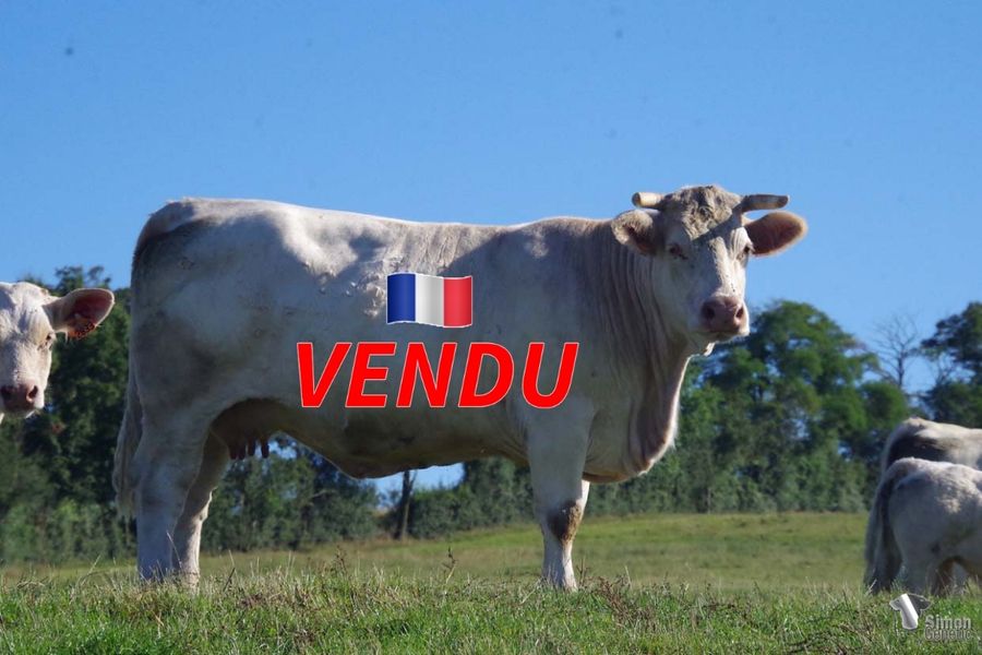 <b style="color:#FF0000">VENDU au GAEC NANOTTI (57 - France)</b><br /><b>LENTILLEII</b><br />Née le : 08/04/2015<br /><b>"Descendante en ligne maternelle directe de la productrice d'exception dont elle porte le nom. Mère de la bonne SANTOLINE ( GAEC Margotton 42) en 2021 et de la superbe TREMIÈRE."</b><br /><img src="https://www.simongenetic.com/wp-content/uploads/2021/01/icon-pdf.png" /> <a class="img-wrap-spe" href="https://www.simongenetic.com/wp-content/uploads/2022/07/lentilleiides.pdf" target="_blank" rel="noopener">Pédigrée ici</a><br /><img src="https://www.simongenetic.com/wp-content/uploads/2021/02/icon-call.png" /> <a class="img-wrap-spe" href="https://www.simongenetic.com/contact?subject=lentilleii-dessauny" target="_blank" rel="noopener">Je veux être contacté par Simon Genetic</a><br />