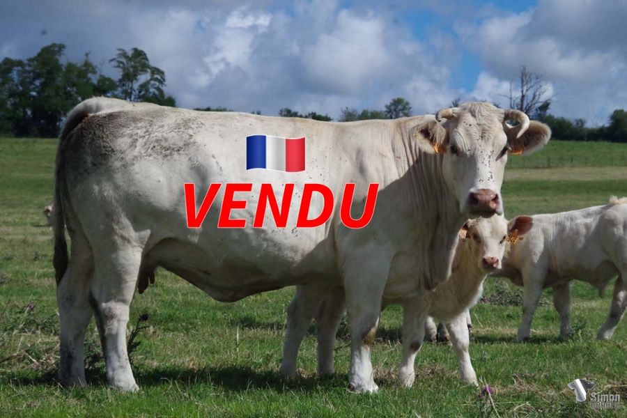 <b style="color:#FF0000">VENDU à l’Earl MENIERE Frédéric
(70 - France)</b><br />
<b>L_INTRIGUE</b><br />Née le : 25/01/2015<br /><b>"De gros atouts génétiques côté maternelle voir GALÉJADE. Son père INDEX deuxième prix d'honneur Gueugnon, Charolles et Moulins, bénéficie du croisement PARTENAISE x LUDWIG, par l'excellent géniteur PACHA."</b><br /><img src="https://www.simongenetic.com/wp-content/uploads/2021/01/icon-pdf.png" /> <a class="img-wrap-spe" href="https://www.simongenetic.com/wp-content/uploads/2022/07/l_intringuedes.pdf" target="_blank" rel="noopener">Pédigrée ici</a><br /><img src="https://www.simongenetic.com/wp-content/uploads/2021/02/icon-call.png" /> <a class="img-wrap-spe" href="https://www.simongenetic.com/contact?subject=lintrigue-dessauny" target="_blank" rel="noopener">Je veux être contacté par Simon Genetic</a><br />