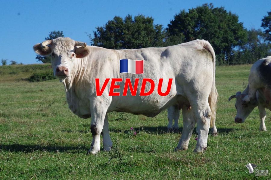 <b style="color:#FF0000">VENDU à M. ROUSSEAU Brice (08 - France)</b><br /><b>LITUANIE</b><br />Née le : 24/12/2014<br /><b>"La signature ÉPICÉA, petite fille de CARELIE lignée RUSSIE-VODKA. Bien que jumeau elle avait un très bon mâle 2021 SEDAN et un mâle de grande classe 2022 TOCQUEVILLE."</b><br /><img src="https://www.simongenetic.com/wp-content/uploads/2021/01/icon-pdf.png" /> <a class="img-wrap-spe" href="https://www.simongenetic.com/wp-content/uploads/2022/07/lituaniedes.pdf" target="_blank" rel="noopener">Pédigrée ici</a><br /><img src="https://www.simongenetic.com/wp-content/uploads/2021/02/icon-call.png" /> <a class="img-wrap-spe" href="https://www.simongenetic.com/contact?subject=lituanie-dessauny" target="_blank" rel="noopener">Je veux être contacté par Simon Genetic</a><br />