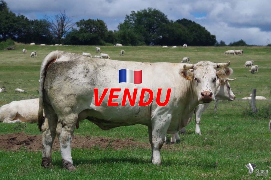 <b style="color:#FF0000">VENDU au GAEC NANOTTI (57 - France)</b><br /><b>LOVELYMARY</b><br />Née le : 19/04/2015<br /><b>"Superbe vache pétrie de race, c'est la soeur de SMILY MARY vendue à Cercy en 2021 ( EARL Menière) et la fille d'HAPPY MARY en service chez F.Lucand. En 2022 elle est suitée d'une excellente fille de NAPOLÉO, TRACYMARY portrait de sa mère."</b><br /><img src="https://www.simongenetic.com/wp-content/uploads/2021/01/icon-pdf.png" /> <a class="img-wrap-spe" href="https://www.simongenetic.com/wp-content/uploads/2022/07/lovelymarydes.pdf" target="_blank" rel="noopener">Pédigrée ici</a><br /><img src="https://www.simongenetic.com/wp-content/uploads/2021/02/icon-call.png" /> <a class="img-wrap-spe" href="https://www.simongenetic.com/contact?subject=lovelymary-dessauny" target="_blank" rel="noopener">Je veux être contacté par Simon Genetic</a><br />