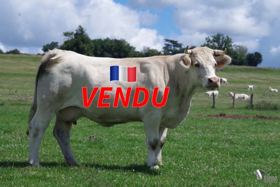<b style="color:#FF0000">VENDU à l’Earl MENIERE Frédéric
(70 - France)</b><br />
<b>MACEDOINE</b><br />Né le : 07/04/2016<br /><b>"Veau de génisse comme la plupart des filles d'IMPORTANT grand taureau de la maison Dérimay qui va laisser de bonnes vaches comme son propre frère GRAND DUC l'a fait dans l'élevage Jubert. En 2021 elle avait une très bonne jeune femelle SYRIE. Cette année elle a produit un jeune mâle de haut niveau TAMERLAN."</b><br /><img src="https://www.simongenetic.com/wp-content/uploads/2021/01/icon-pdf.png" /> <a class="img-wrap-spe" href="https://www.simongenetic.com/wp-content/uploads/2022/07/macedoinedes.pdf" target="_blank" rel="noopener">Pédigrée ici</a><br /><img src="https://www.simongenetic.com/wp-content/uploads/2021/02/icon-call.png" /> <a class="img-wrap-spe" href="https://www.simongenetic.com/contact?subject=macedoine-dessauny" target="_blank" rel="noopener">Je veux être contacté par Simon Genetic</a><br />