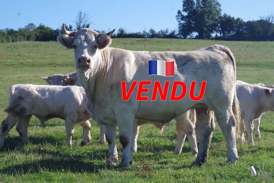 <b style="color:#FF0000">VENDU à l’Earl MENIERE Frédéric
(70 - France)</b><br />
<b>MADABA</b><br />Née le : 30/12/2015<br /><b>"Grande vache de la lignée NEFRETITI-EGYPTE, c'est un fille d'IRISH COFEE ( Paul Czerewko) qui a également bien produit au GAEC Beauzon. C'est la mère d'un bon mâle puissant TAYLOR."</b><br /><img src="https://www.simongenetic.com/wp-content/uploads/2021/01/icon-pdf.png" /> <a class="img-wrap-spe" href="https://www.simongenetic.com/wp-content/uploads/2022/07/madabades.pdf" target="_blank" rel="noopener">Pédigrée ici</a><br /><img src="https://www.simongenetic.com/wp-content/uploads/2021/02/icon-call.png" /> <a class="img-wrap-spe" href="https://www.simongenetic.com/contact?subject=madaba-dessauny" target="_blank" rel="noopener">Je veux être contacté par Simon Genetic</a><br />
