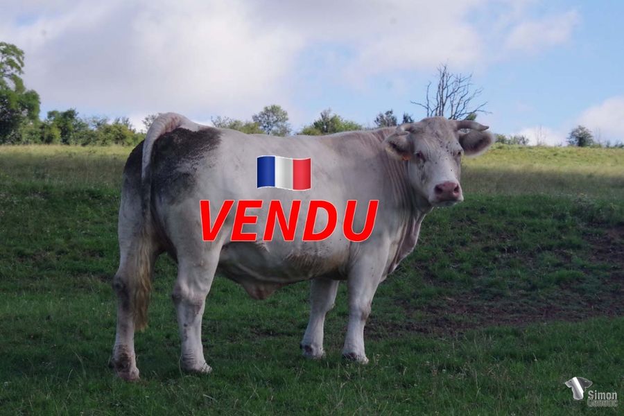 <b style="color:#FF0000">VENDU à M. ROUSSEAU Brice (08 - France)</b><br /><b>MALAISIE</b><br />Née le : 06/1/2016<br /><b>"Fille d'IMPORTANT (Dérimay 18) le propre frère de GRAND DUC ( Jubert 18). C'est la sœur de SIBERIE (EARL Menière 70) elle appartient à la très solide lignée RUSSIE-VODKA. Voir sa mère INDONÉSIE. En 2022 elle a un bon mâle grossissant de PRODIGIEUX, TOLSTOÏ."</b><br /><img src="https://www.simongenetic.com/wp-content/uploads/2021/01/icon-pdf.png" /> <a class="img-wrap-spe" href="https://www.simongenetic.com/wp-content/uploads/2022/07/malaisiedes.pdf" target="_blank" rel="noopener">Pédigrée ici</a><br /><img src="https://www.simongenetic.com/wp-content/uploads/2021/02/icon-call.png" /> <a class="img-wrap-spe" href="https://www.simongenetic.com/contact?subject=malaisie-dessauny" target="_blank" rel="noopener">Je veux être contacté par Simon Genetic</a><br />