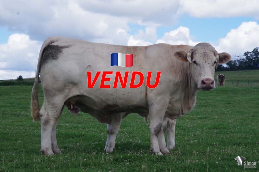 <b style="color:#FF0000">VENDU au GAEC NANOTTI (57 - France)</b><br /><b>MA SOURCE</b><br />Née le : 07/04/2016<br /><b>"Issue de la grande lignée maternelle SOURCE/ FONTAINE, c'est une fille d'ELLINGTON, un atout majeur et d'HALASOURCE qui ne l'est pas moins. MA SOURCE est la mère de SCOTT en service dans les élevages Czerewko/ Virely."</b><br /><img src="https://www.simongenetic.com/wp-content/uploads/2021/01/icon-pdf.png" /> <a class="img-wrap-spe" href="https://www.simongenetic.com/wp-content/uploads/2022/07/masourcedes.pdf" target="_blank" rel="noopener">Pédigrée ici</a><br /><img src="https://www.simongenetic.com/wp-content/uploads/2021/02/icon-call.png" /> <a class="img-wrap-spe" href="https://www.simongenetic.com/contact?subject=masource-dessauny" target="_blank" rel="noopener">Je veux être contacté par Simon Genetic</a><br />