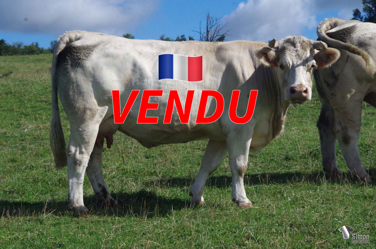 <b style="color:#FF0000">VENDU à M. ROUSSEAU Brice (08 - France)</b><br /><b>MELODY MARY</b><br />Née le : 10/03/2016<br /><b>"MELODY est porteuse de 7/8 du même pédigrée que LOVELY avec , bien sûr OLD MARY en toile de fond. A l’image des nombreuses descendantes de cette dernière, elle a vocation à faire souche."</b><br /><img src="https://www.simongenetic.com/wp-content/uploads/2021/01/icon-pdf.png" /> <a class="img-wrap-spe" href="https://www.simongenetic.com/wp-content/uploads/2022/08/melodymaryped.pdf" target="_blank" rel="noopener">Pédigrée ici</a><br /><img src="https://www.simongenetic.com/wp-content/uploads/2021/02/icon-call.png" /> <a class="img-wrap-spe" href="https://www.simongenetic.com/contact?subject=melodymary-dessauny" target="_blank" rel="noopener">Je veux être contacté par Simon Genetic</a><br />