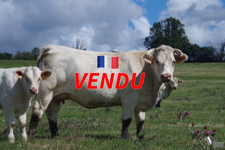 <b style="color:#FF0000">VENDU à l’Earl MENIERE Frédéric
(70 - France)</b><br />
<b>NELLY MARY</b><br />Née le : 14/01/2017<br /><b>"C'est une fille d'un grand taureau à génisses de la maison Dérimay IMPORTANT, propre frère de GRAND-DUC (SCEA Jubert). Sa mère JOLIE-MARY très belle vache actuellement en service dans l'élevage G.Solnon."</b><br /><img src="https://www.simongenetic.com/wp-content/uploads/2021/01/icon-pdf.png" /> <a class="img-wrap-spe" href="https://www.simongenetic.com/wp-content/uploads/2022/07/nellymarydes.pdf" target="_blank" rel="noopener">Pédigrée ici</a><br /><img src="https://www.simongenetic.com/wp-content/uploads/2021/02/icon-call.png" /> <a class="img-wrap-spe" href="https://www.simongenetic.com/contact?subject=nellymary-dessauny" target="_blank" rel="noopener">Je veux être contacté par Simon Genetic</a><br />