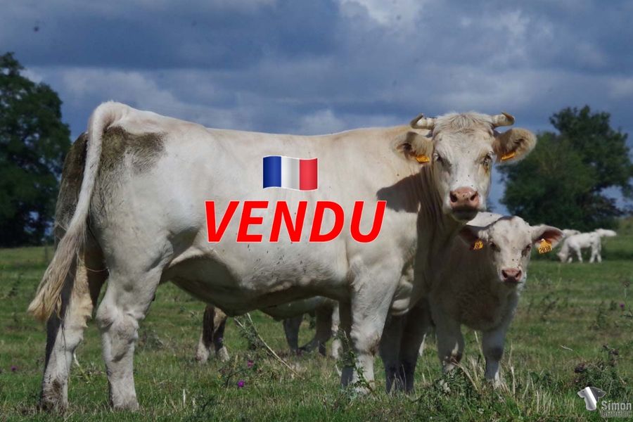 <b style="color:#FF0000">VENDU à M. ROUSSEAU Brice (08 - France)</b><br /><b>NEUVAINE</b><br />Née le : 11/5/2017<br /><b>"Sa mère ICONE, exportée en Allemagne a produit un raceur O'BRIEN (dans l'élevage de W.Steinhauer), qui est trois quart frère d'OAKLAND, bon taureau en service chez Pf Jubert. CANTILENE est également la grand-mère de SPARTACUS (élevage Barret 08), prix d'honneur à Rethel 2021."</b><br /><img src="https://www.simongenetic.com/wp-content/uploads/2021/01/icon-pdf.png" /> <a class="img-wrap-spe" href="https://www.simongenetic.com/wp-content/uploads/2022/07/neuvainedes.pdf" target="_blank" rel="noopener">Pédigrée ici</a><br /><img src="https://www.simongenetic.com/wp-content/uploads/2021/02/icon-call.png" /> <a class="img-wrap-spe" href="https://www.simongenetic.com/contact?subject=neuvaine-dessauny" target="_blank" rel="noopener">Je veux être contacté par Simon Genetic</a><br />