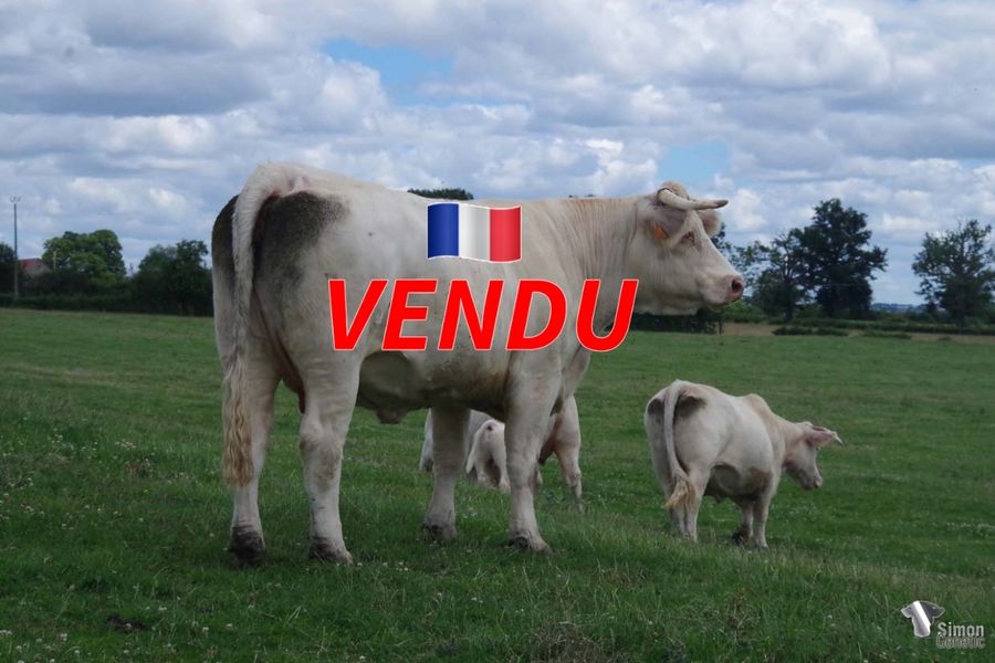 <b style="color:#FF0000">VENDU à l’Earl MENIERE Frédéric
(70 - France)</b><br />
<b>NEW SPRING</b><br />Née le : 13/05/2017<br /><b>"C'est la propre sœur de RHEINGOLD par JUNIOR et de l'emblématique HALASOURCE, qui avec ses sœurs FONTAINE et GARGOUILLE marquent fortement nos millésimes actuels. Elle est suitée d'un jeune fils PROVINCIAL a gros développement."</b><br /><img src="https://www.simongenetic.com/wp-content/uploads/2021/01/icon-pdf.png" /> <a class="img-wrap-spe" href="https://www.simongenetic.com/wp-content/uploads/2022/07/newspringdes.pdf" target="_blank" rel="noopener">Pédigrée ici</a><br /><img src="https://www.simongenetic.com/wp-content/uploads/2021/02/icon-call.png" /> <a class="img-wrap-spe" href="https://www.simongenetic.com/contact?subject=newspring-dessauny" target="_blank" rel="noopener">Je veux être contacté par Simon Genetic</a><br />