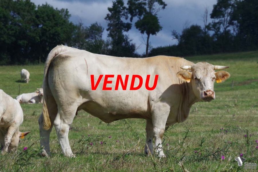 <b style="color:#FF0000">VENDU</b><br /><b>TURENNE</b><br />Née le : 07/03/2022<br /><b>"D'un modèle résolument élevage avec des lignes et de la pousse. Se réferer à OAS pour ce descendant de TROUPE et LÉGION. Du côté paternel il n'est pas sans rappeler ses frères TAGLIONI en 2022 et ROCKLAKE en 2020."</b><br /><img src="https://www.simongenetic.com/wp-content/uploads/2021/01/icon-pdf.png" /> <a class="img-wrap-spe" href="https://www.simongenetic.com/wp-content/uploads/2022/07/turennedes.pdf" target="_blank" rel="noopener">Pédigrée ici</a><br /><img src="https://www.simongenetic.com/wp-content/uploads/2021/02/icon-call.png" /> <a class="img-wrap-spe" href="https://www.simongenetic.com/contact?subject=turenne-dessauny" target="_blank" rel="noopener">Je veux être contacté par Simon Genetic</a><br />