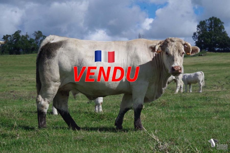 <b style="color:#FF0000">VENDU à M. ROUSSEAU Brice (08 - France)</b><br /><b>NORMALSUP</b><br />Née le : 02/01/2017<br /><b>"Une fille d'ELLINGTON de la lignée maternelle THÈSE-DIPLOMÉE dont sont issus plusieurs des meilleurs taureaux que nous avons faits naître. Sa fille THÉORIE est l'une des meilleurs femelles 2022."</b><br /><img src="https://www.simongenetic.com/wp-content/uploads/2021/01/icon-pdf.png" /> <a class="img-wrap-spe" href="https://www.simongenetic.com/wp-content/uploads/2022/07/normalsupdes.pdf" target="_blank" rel="noopener">Pédigrée ici</a><br /><img src="https://www.simongenetic.com/wp-content/uploads/2021/02/icon-call.png" /> <a class="img-wrap-spe" href="https://www.simongenetic.com/contact?subject=normalsup-dessauny" target="_blank" rel="noopener">Je veux être contacté par Simon Genetic</a><br />