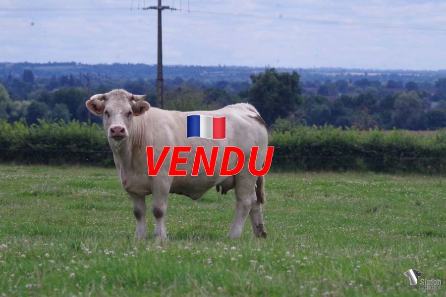 <b style="color:#FF0000">VENDU au GAEC NANOTTI (57 - France)</b><br /><b>NORVEGE</b><br />Née le : 17/02/2017<br /><b>"Très JUNIOR dans les critères de race, c'est une fille d'INDONÉSIE. Valeur sûre qui est une excellente continuatrice de la lignée RUSSIE-VODKA. Elle est suitée d'un mâle très régulier de NAPOLÉO."</b><br /><img src="https://www.simongenetic.com/wp-content/uploads/2021/01/icon-pdf.png" /> <a class="img-wrap-spe" href="https://www.simongenetic.com/wp-content/uploads/2022/07/norvegedes.pdf" target="_blank" rel="noopener">Pédigrée ici</a><br /><img src="https://www.simongenetic.com/wp-content/uploads/2021/02/icon-call.png" /> <a class="img-wrap-spe" href="https://www.simongenetic.com/contact?subject=norvege-dessauny" target="_blank" rel="noopener">Je veux être contacté par Simon Genetic</a><br />