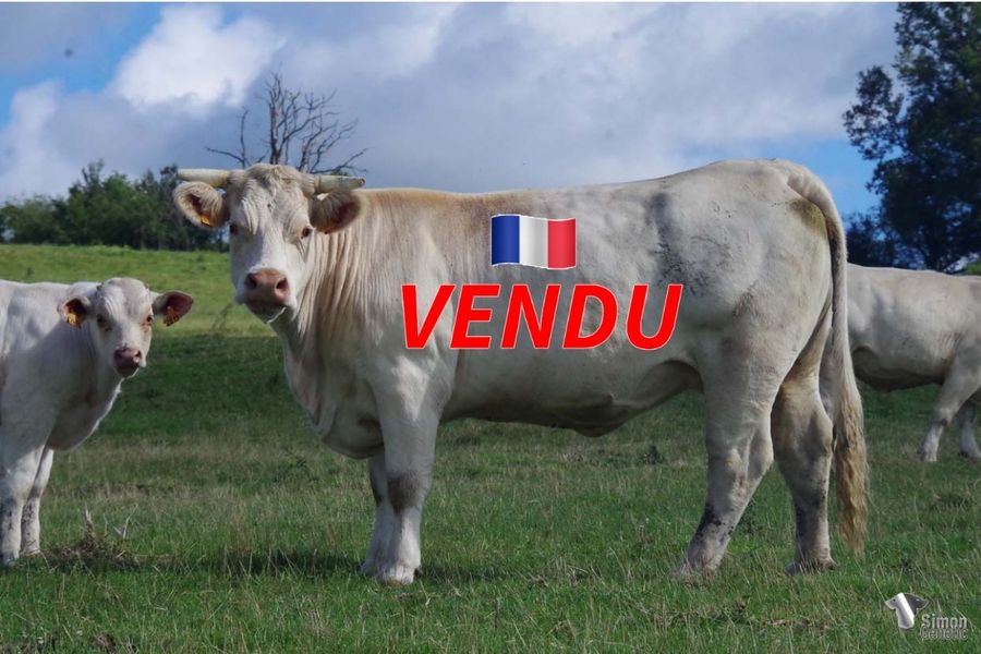 <b style="color:#FF0000">VENDU à M. ROUSSEAU Brice (08 - France)</b><br /><b>OAS</b><br />Née le : 17/01/2018<br /><b>"Une tête peu commune, sa mère GUARDIA en service chez G.Solnon est une vache qui sort de l'ordinaire dont le veau mâle 2021 à été vendu aux enchères de Moulins. De même qu'ESCADRILLE, elle appartient à la lignée TOUPE-LÉGION. OAS est suitée d'un élégant mâle type élevage, TURENNE."</b><br /><img src="https://www.simongenetic.com/wp-content/uploads/2021/01/icon-pdf.png" /> <a class="img-wrap-spe" href="https://www.simongenetic.com/wp-content/uploads/2022/07/oasdes.pdf" target="_blank" rel="noopener">Pédigrée ici</a><br /><img src="https://www.simongenetic.com/wp-content/uploads/2021/02/icon-call.png" /> <a class="img-wrap-spe" href="https://www.simongenetic.com/contact?subject=oas-dessauny" target="_blank" rel="noopener">Je veux être contacté par Simon Genetic</a><br />