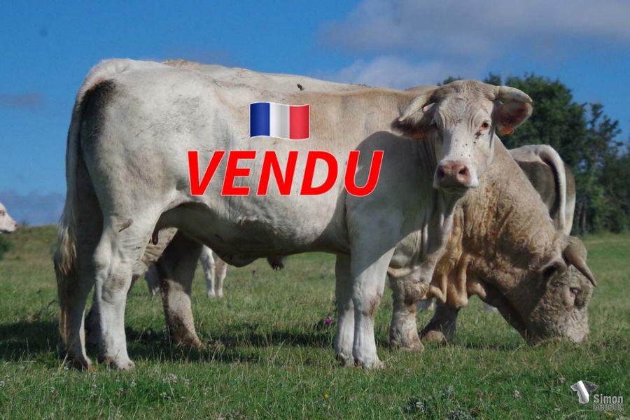 <b style="color:#FF0000">VENDU à l’Earl MENIERE Frédéric
(70 - France)</b><br />
<b>ONE PALOMA</b><br />Née le : 12/03/2018<br /><b>"Famille de vaches à très grand développement de la souche de MORVANDELLE ( championne de Paris). Elle avait une belle grande femelle en 2021 et un mâle type élevage de très haut niveau en 2022, TAGLIONI."</b><br /><img src="https://www.simongenetic.com/wp-content/uploads/2021/01/icon-pdf.png" /> <a class="img-wrap-spe" href="https://www.simongenetic.com/wp-content/uploads/2022/07/onepalomades.pdf" target="_blank" rel="noopener">Pédigrée ici</a><br /><img src="https://www.simongenetic.com/wp-content/uploads/2021/02/icon-call.png" /> <a class="img-wrap-spe" href="https://www.simongenetic.com/contact?subject=onepaloma-dessauny" target="_blank" rel="noopener">Je veux être contacté par Simon Genetic</a><br />