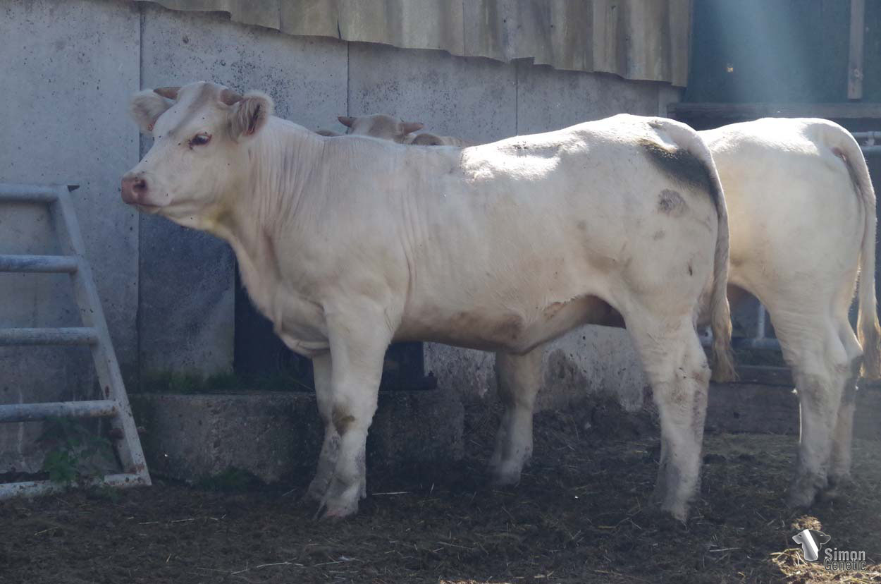 <b>SAVANE</b><br />Née le : 04/01/2021<br /><b>"Une génisse pleine de race et très complète issue de belles familles : INVICTUS, COLORADO..."</b><br />"A complete heifer full of breed characters from beautiful bloodlines: INVICTUS, COLORADO...!"<br /><i>"¡Una novilla completa, con mucha raza y con muy buenos orígenes: INVICTUS, COLORADO...!"</i><br />"Una manza razzata e completa con belle origini alle spalle: INVICTUS, COLORADO..."<br /><img src="https://www.simongenetic.com/wp-content/uploads/2021/01/icon-pdf.png" /> <a class="img-wrap-spe" href="https://www.simongenetic.com/wp-content/uploads/2022/08/savanedub.pdf" target="_blank" rel="noopener">Pédigrée ici</a><br /><img src="https://www.simongenetic.com/wp-content/uploads/2021/02/icon-call.png" /> <a class="img-wrap-spe" href="https://www.simongenetic.com/contact?subject=SAVANE-Dubuis" target="_blank" rel="noopener">Je veux être contacté par Simon Genetic</a><br />