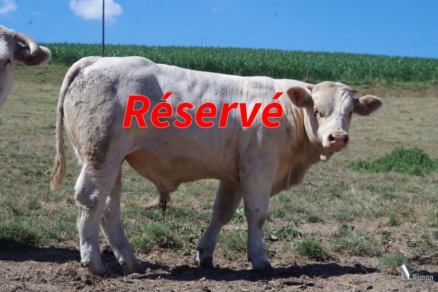 <b style="color:#FF0000">RESERVE VENTES SG AUTOMNE</b><br /><b>SCOFIELD</b><br />Né le : 24/11/2021<br /><b>"Des parents assez exceptionnels au cadre fixé, des qualités maternelles haut de gamme et des lignes très soutenues : un super veau d'avenir !"</b><br />"Exceptional parents, high maternal traits and very important bloodlines: a future great bull!"<br /><i>"¡Padres excepcionales, altas cualidades maternas e importantes linajes: ¡un futuro súper toro!"</i><br />"Genitori eccezionali, elevate qualità materne e importanti linee di sangue: un futuro gran toro!"<br /><img src="https://www.simongenetic.com/wp-content/uploads/2021/01/icon-pdf.png" /> <a class="img-wrap-spe" href="https://www.simongenetic.com/wp-content/uploads/2022/08/scofielddub.pdf" target="_blank" rel="noopener">Pédigrée ici</a><br /><img src="https://www.simongenetic.com/wp-content/uploads/2021/02/icon-call.png" /> <a class="img-wrap-spe" href="https://www.simongenetic.com/contact?subject=SCOFIELD-dubuis" target="_blank" rel="noopener">Je veux être contacté par Simon Genetic</a><br />