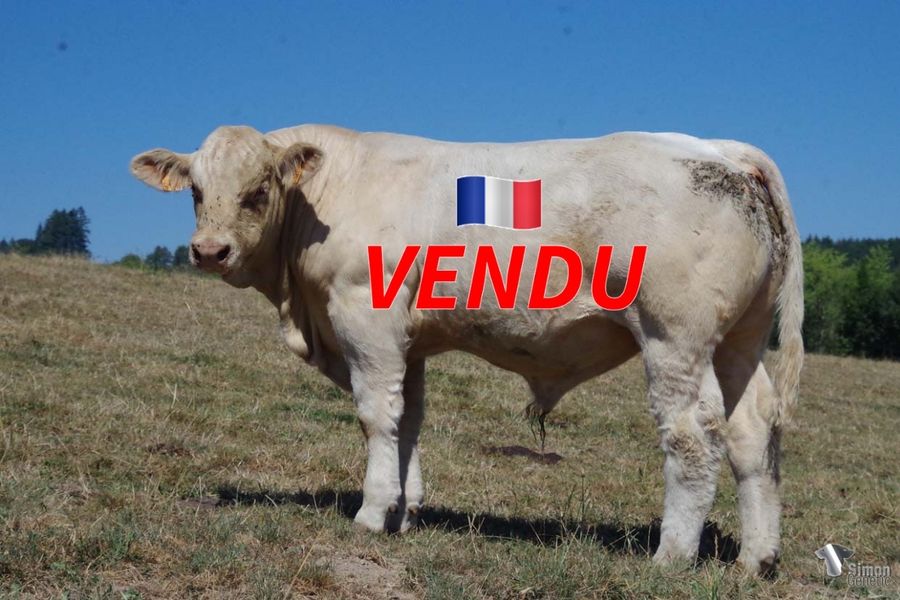 <b style="color:#FF0000">VENDU à M. ANDRE Sébastien (71 - France)</b><br /><b>SCORPION</b><br />Né le : 12/11/2021<br /><b>"Un très bon sans-cornes plein d'avenir issu d'un pédigrée rempli de vaches d'exception: sa mère n'est autre que la Championne du concours national Marault 2018. Cet animal a été un des coups de coeur de la sélection amiable de Cercy-La-Tour 2022, il est donc disponible à la vente dès à présent et participera à ce concours en Novembre !"</b><br />"A very promising polled calf with a pedigree full of exceptional cows: his mother was Champion at the National Show in Le Marault in 2018. This animal was selected for the amiable sélection de Cercy-La-Tour 2022. So he is for sale now and will participate at the show in November!"<br /><i>"¡Un ternero sin cuernos muy prometedor con un pedigrí lleno de vacas excepcionales: su madre fue Campeona del Concurso Nacional de Marault en 2018. Este animal fue un verdadero éxito de la amiable sélection de Cercy-La-Tour 2022. Por lo tanto, ¡ya está a la venta y participará en el Concurso en noviembre!"</i><br />"Un ottimo vitello senza corna molto promettente che vanta un pedigree ricco di vacche eccezionali: sua madre è stata Campionessa del Concorso Nazionale di Marault nel 2018. Questo animale è stato il vero colpo di fulmine della sélection amiable de Cercy-La-Tour 2022. E’ pertanto già in vendita e parteciperà al Concorso in Novembre!"<br /><img src="https://www.simongenetic.com/wp-content/uploads/2021/01/icon-pdf.png" /> <a class="img-wrap-spe" href="https://www.simongenetic.com/wp-content/uploads/2022/08/scorpiondub.pdf" target="_blank" rel="noopener">Pédigrée ici</a><br /><img src="https://www.simongenetic.com/wp-content/uploads/2021/02/icon-call.png" /> <a class="img-wrap-spe" href="https://www.simongenetic.com/contact?subject=SCORPION-Dubuis" target="_blank" rel="noopener">Je veux être contacté par Simon Genetic</a><br />