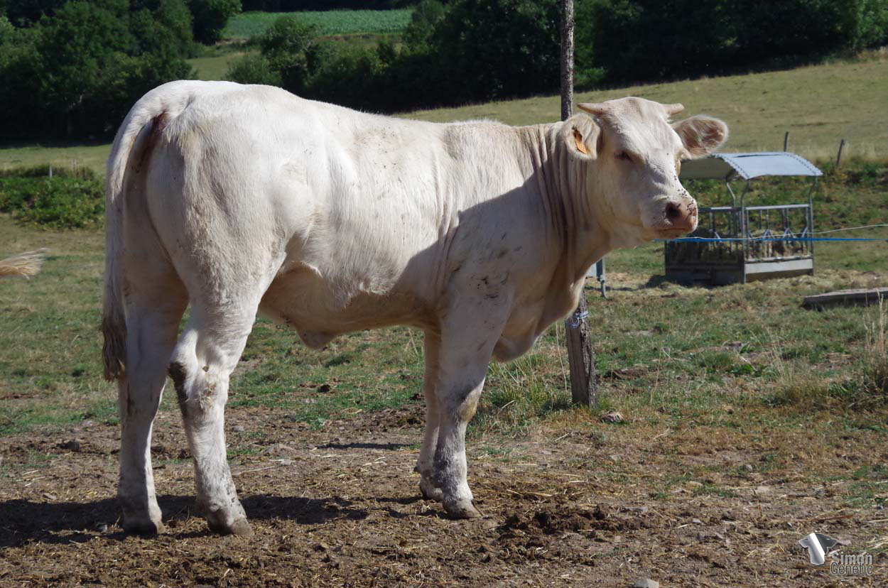 <b>SELENA</b><br />Née le : 20/02/2021<br /><b>"Une future vache très équilibrée avec de belles origines aux quailités d'élevages positives !"</b><br />"A very well-balanced future cow with a beautiful pedigree and positive breeding values!"<br /><i>"¡Una futura vaca bien equilibrada con hermosos orígenes y las mejores cualidades de la cria!"</i><br />"Una futura vacca equilibrata con delle belle origini e le migliori qualità dell’allevamento!"<br /><img src="https://www.simongenetic.com/wp-content/uploads/2021/01/icon-pdf.png" /> <a class="img-wrap-spe" href="https://www.simongenetic.com/wp-content/uploads/2022/08/selenadub.pdf" target="_blank" rel="noopener">Pédigrée ici</a><br /><img src="https://www.simongenetic.com/wp-content/uploads/2021/02/icon-call.png" /> <a class="img-wrap-spe" href="https://www.simongenetic.com/contact?subject=SELENA-Dubuis" target="_blank" rel="noopener">Je veux être contacté par Simon Genetic</a><br />