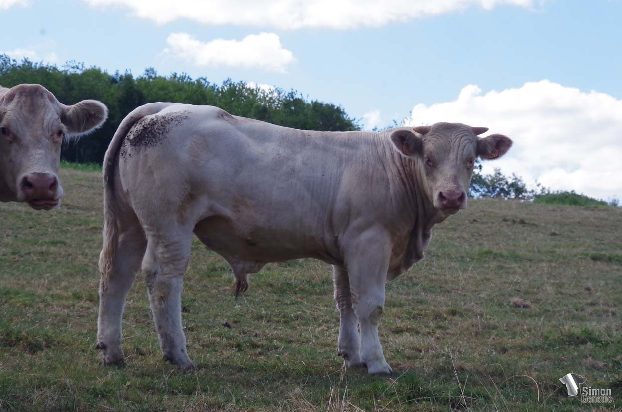 <b>SNICKERS</b><br />Né le : 30/08/2021<br /><b>"Un veau déjà costaud très suivi dans son dos avec un bon grain de viande. On retrouve en amont que des grosses lignées pour consolider le format : MASTERCHEF, DAKAR, HIMALAYA, GALOPINGIE..."</b><br />"A strong mixed beefy calf with a perfect topline and great bloodlines destined to consolidate your Herd: MASTERCHEF, DAKAR, HIMALAYA, GALOPINGIE..."<br /><i>"¡Un ternero fuerte con una excelente línea dorso-lumbar y mucha carne. En sus orígenes sólo hay excelentes linajes para consolidar las bellas formas: MASTERCHEF, DAKAR, HIMALAYA, GALOPINGIE...!"</i><br />"Un vitello forte con un’ottima linea dorso-lombare e molta carne. Alle sue origini solo grandi linee di sangue destinate a consolidare le belle forme: MASTERCHEF, DAKAR, HIMALAYA, GALOPINGIE...!"<br /><img src="https://www.simongenetic.com/wp-content/uploads/2021/01/icon-pdf.png" /> <a class="img-wrap-spe" href="https://www.simongenetic.com/wp-content/uploads/2022/08/snickersdub.pdf" target="_blank" rel="noopener">Pédigrée ici</a><br /><img src="https://www.simongenetic.com/wp-content/uploads/2021/02/icon-call.png" /> <a class="img-wrap-spe" href="https://www.simongenetic.com/contact?subject=SNICKERS-Dubuis" target="_blank" rel="noopener">Je veux être contacté par Simon Genetic</a><br />