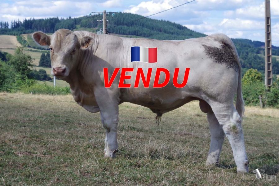 <b style="color:#FF0000">VENDU à M. ANDRE Sébastien (71 - France)</b><br /><b>SOPRANO</b><br />Né le : 02/09/2021<br /><b>"Un veau génétiquement sans-cornes né tout petit aux origines très vêlages faciles : offrez-vous un futur taureau à génisses bientôt apte à travailler !"</b><br />"A polled calf from easy calving bloodlines: offer to yourself a future bull for heifers almost ready to work!"<br /><i>"¡Un ternero genéticamente sin cuernos, muy pequeño al nacimiento y con orígenes de parto fácil: ¡ofrezca un futuro toro para novillas casi listo para trabajar!"</i><br />"Un vitello geneticamente senza corna nato piccolo da origini parto facile: offritevi un futuro toro da manze ben presto pronto a lavorare!"<br /><img src="https://www.simongenetic.com/wp-content/uploads/2021/01/icon-pdf.png" /> <a class="img-wrap-spe" href="https://www.simongenetic.com/wp-content/uploads/2022/08/sopranodub.pdf" target="_blank" rel="noopener">Pédigrée ici</a><br /><img src="https://www.simongenetic.com/wp-content/uploads/2021/02/icon-call.png" /> <a class="img-wrap-spe" href="https://www.simongenetic.com/contact?subject=SOPRANO-Dubuis" target="_blank" rel="noopener">Je veux être contacté par Simon Genetic</a><br />