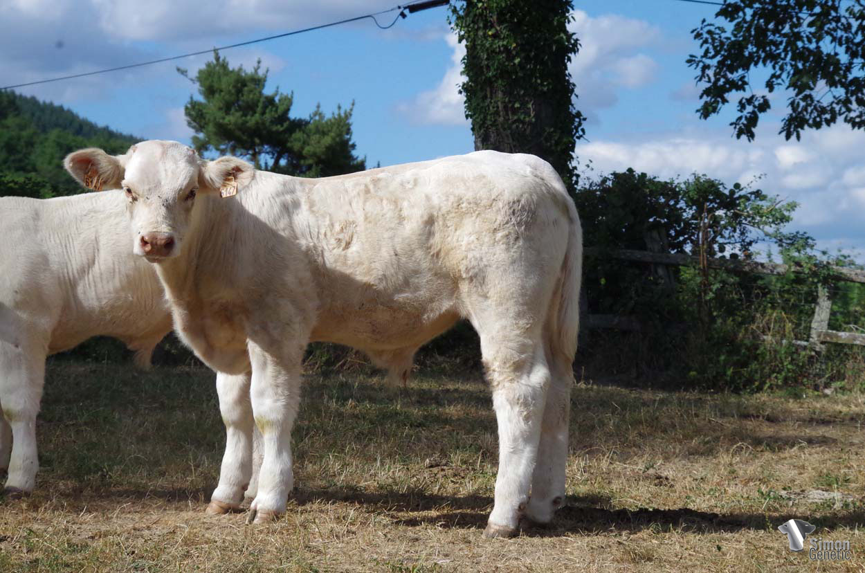 <b>TABASCO</b><br />Né le : 27/03/2022<br /><b>"Un tout jeune veau cru plein de classe aux ascendants reconnus : un animal d'avenir ! (non inscrit au HBC)"</b><br />"A rustic, elegant calf that comes from famous bloodlines: a promising animal ! (not registered at the HBC)"<br /><i>"¡Un toro rústico y elegante con orígenes reconocidos: ¡un animal del futuro! (no registrado al HBC)"</i><br />"Un torello rustico, elegante con celebri origini: un animale del futuro! (non registrato a HBC)"<br /><img src="https://www.simongenetic.com/wp-content/uploads/2021/01/icon-pdf.png" /> <a class="img-wrap-spe" href="https://www.simongenetic.com/wp-content/uploads/2022/08/tabascodub.pdf" target="_blank" rel="noopener">Pédigrée ici</a><br /><img src="https://www.simongenetic.com/wp-content/uploads/2021/02/icon-call.png" /> <a class="img-wrap-spe" href="https://www.simongenetic.com/contact?subject=TABASCO-Dubuis" target="_blank" rel="noopener">Je veux être contacté par Simon Genetic</a><br />