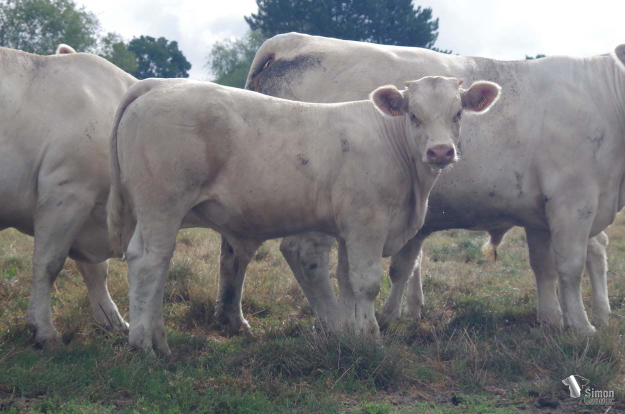 <b>TAC </b><br />Né le : 06/02/2022<br /><b>"Un veau mixte bien suivi dans le dos issu d'un croisement efficace : PRESIDENT sur HATENON !"</b><br />"A mixed type calf with an excellent topline from an effective cross: PRESIDENT on HATENON!"<br /><i>"¡Un ternero de tipo mixto con una excelente línea dorso-lumbar y que proviene de un cruce realmente eficaz: ¡PRESIDENTE en HATENON!"</i><br />"Un vitello tipo misto con un’ottima linea dorso-lombare proveniente da un incrocio veramente efficace: PRESIDENT su HATENON!"<br /><img src="https://www.simongenetic.com/wp-content/uploads/2021/01/icon-pdf.png" /> <a class="img-wrap-spe" href="https://www.simongenetic.com/wp-content/uploads/2022/08/tacdeb.pdf" target="_blank" rel="noopener">Pédigrée ici</a><br /><img src="https://www.simongenetic.com/wp-content/uploads/2021/02/icon-call.png" /> <a class="img-wrap-spe" href="https://www.simongenetic.com/contact?subject=TAC -deboux" target="_blank" rel="noopener">Je veux être contacté par Simon Genetic</a><br />